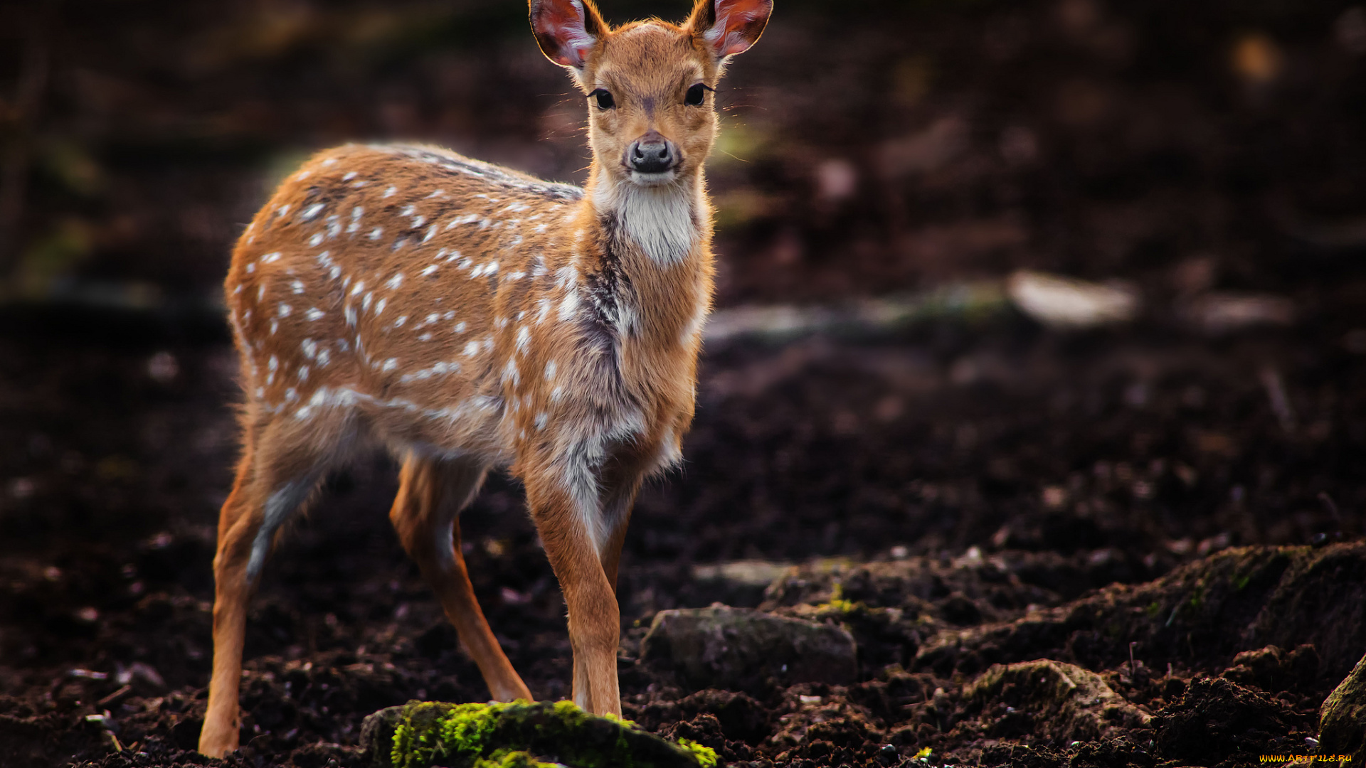 животные, олени, малыш, бемби