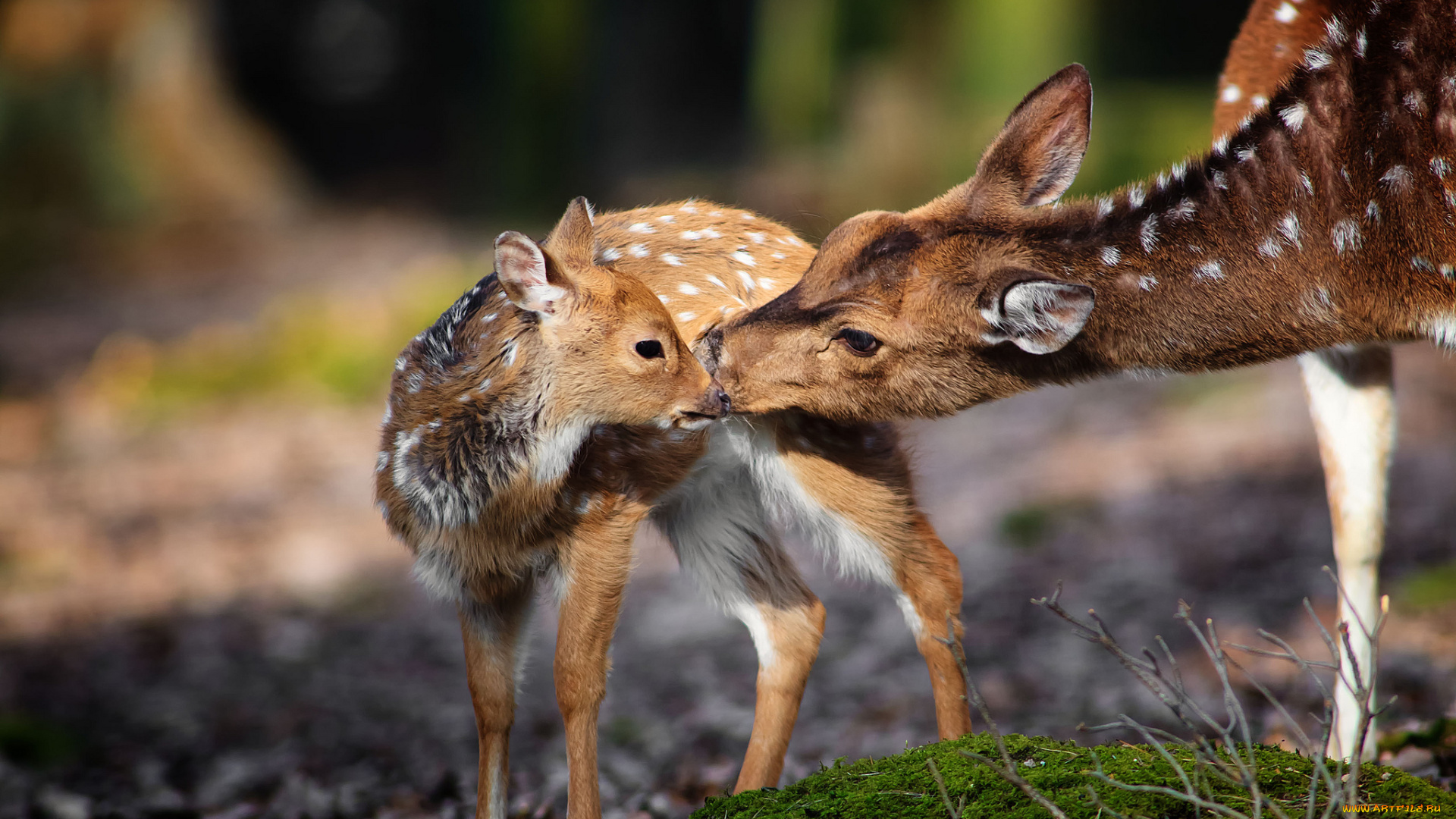 животные, олени, мама, малыш, нежность