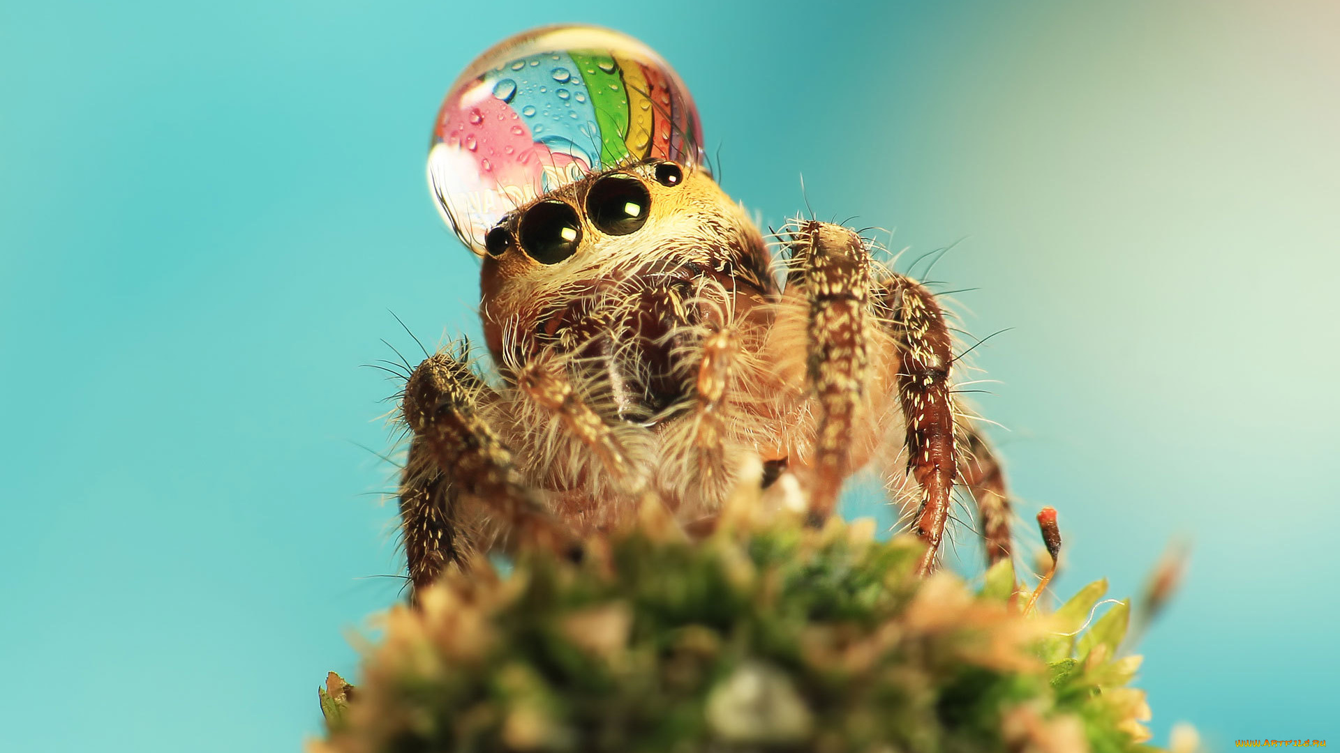 животные, пауки, паук, фон, капля