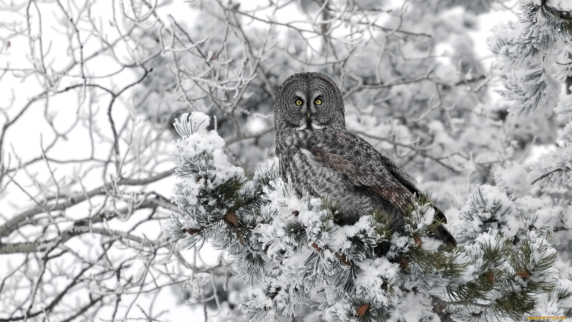 животные, совы, неясыть, зима, деревл, снег