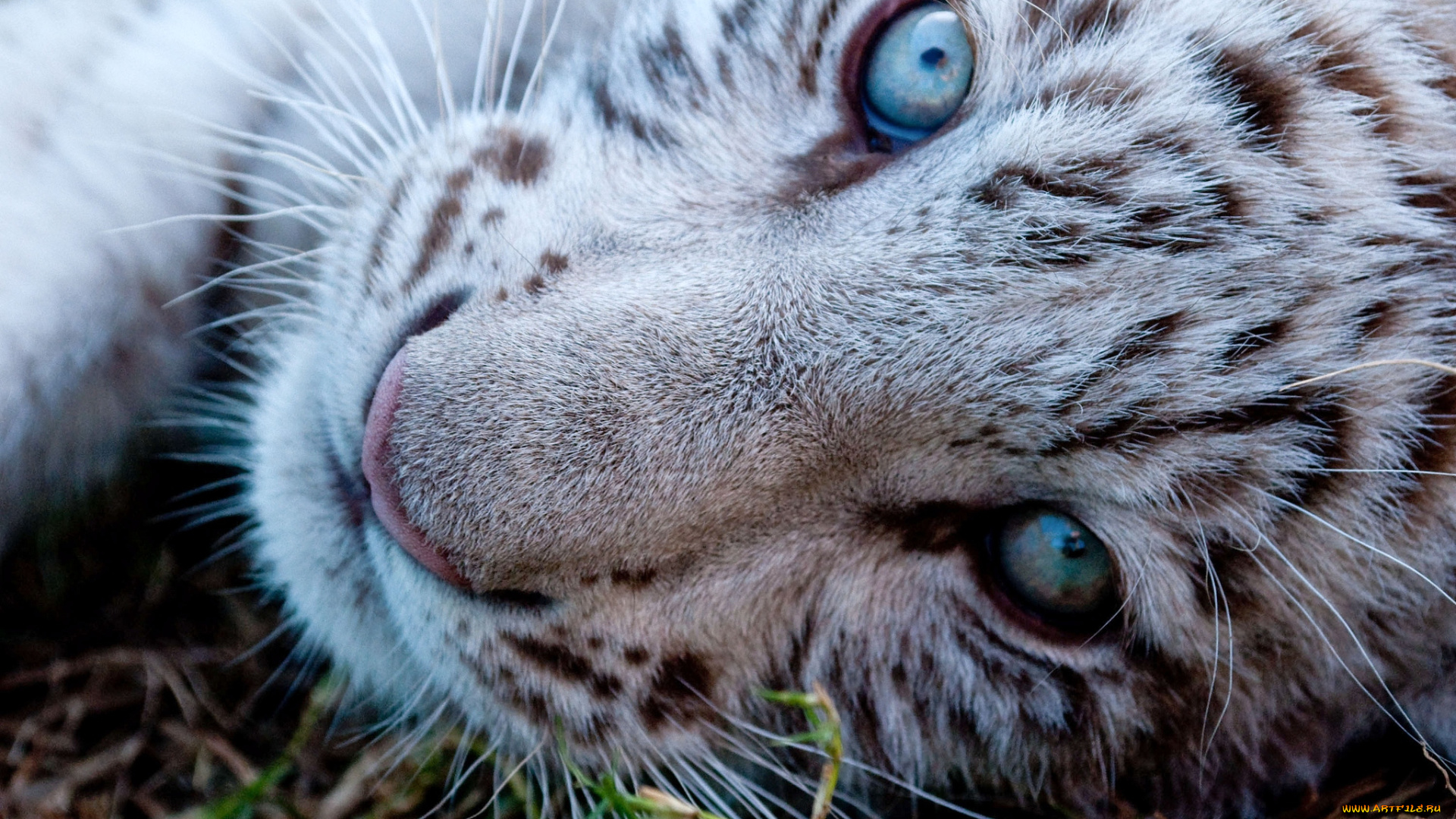 животные, тигры, малыш, глаза