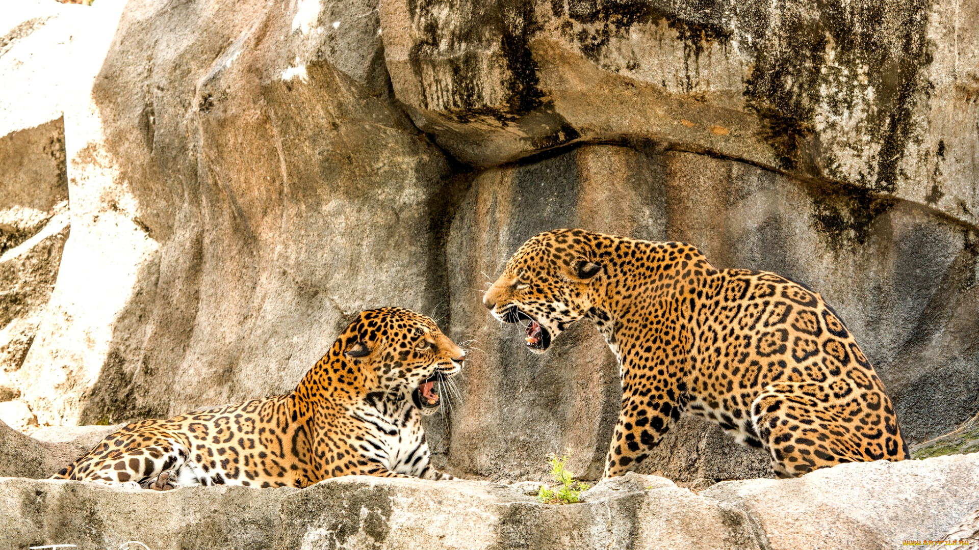 животные, Ягуары, выяснение, отношений