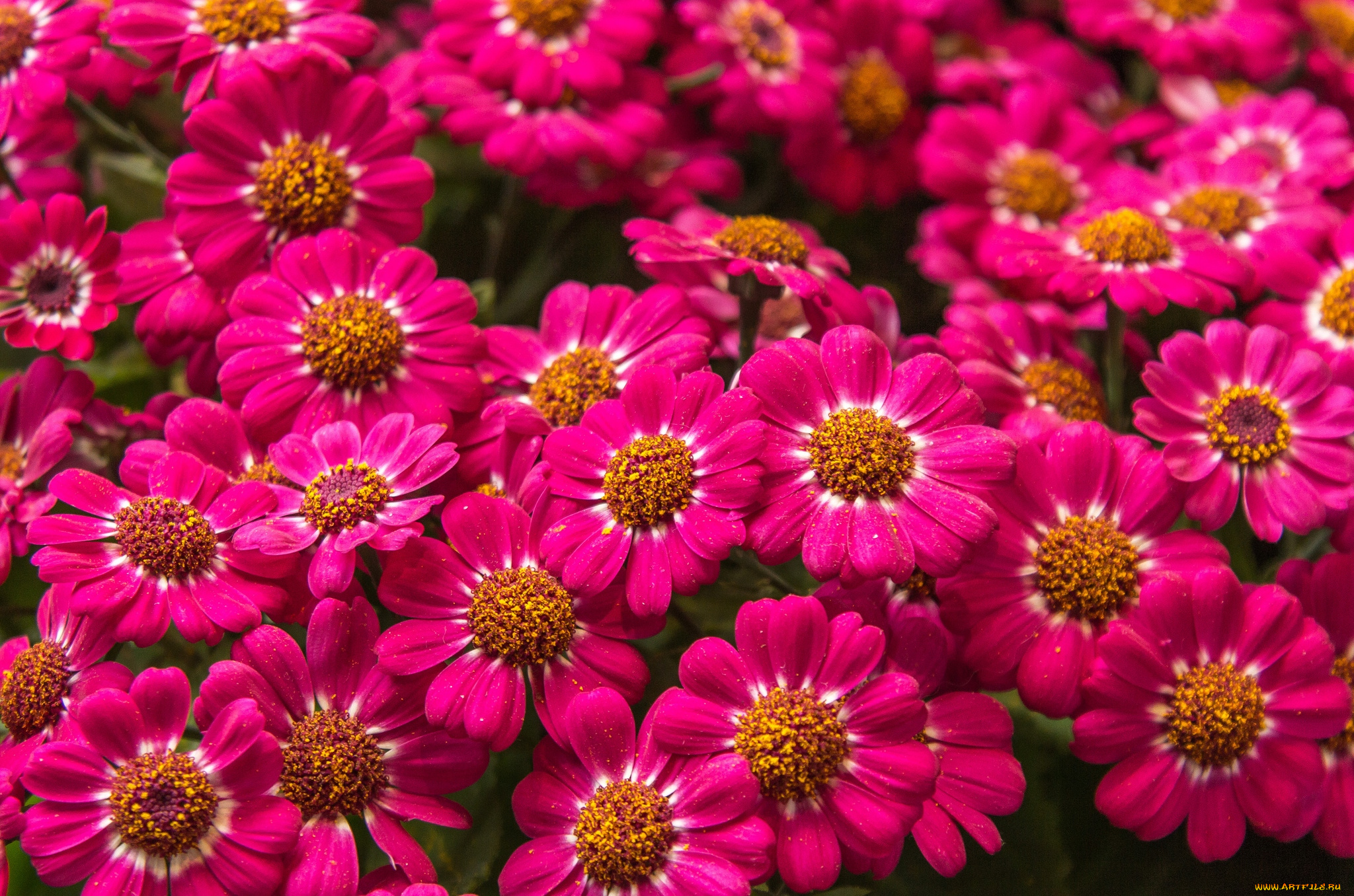 цветы, цинерария, много