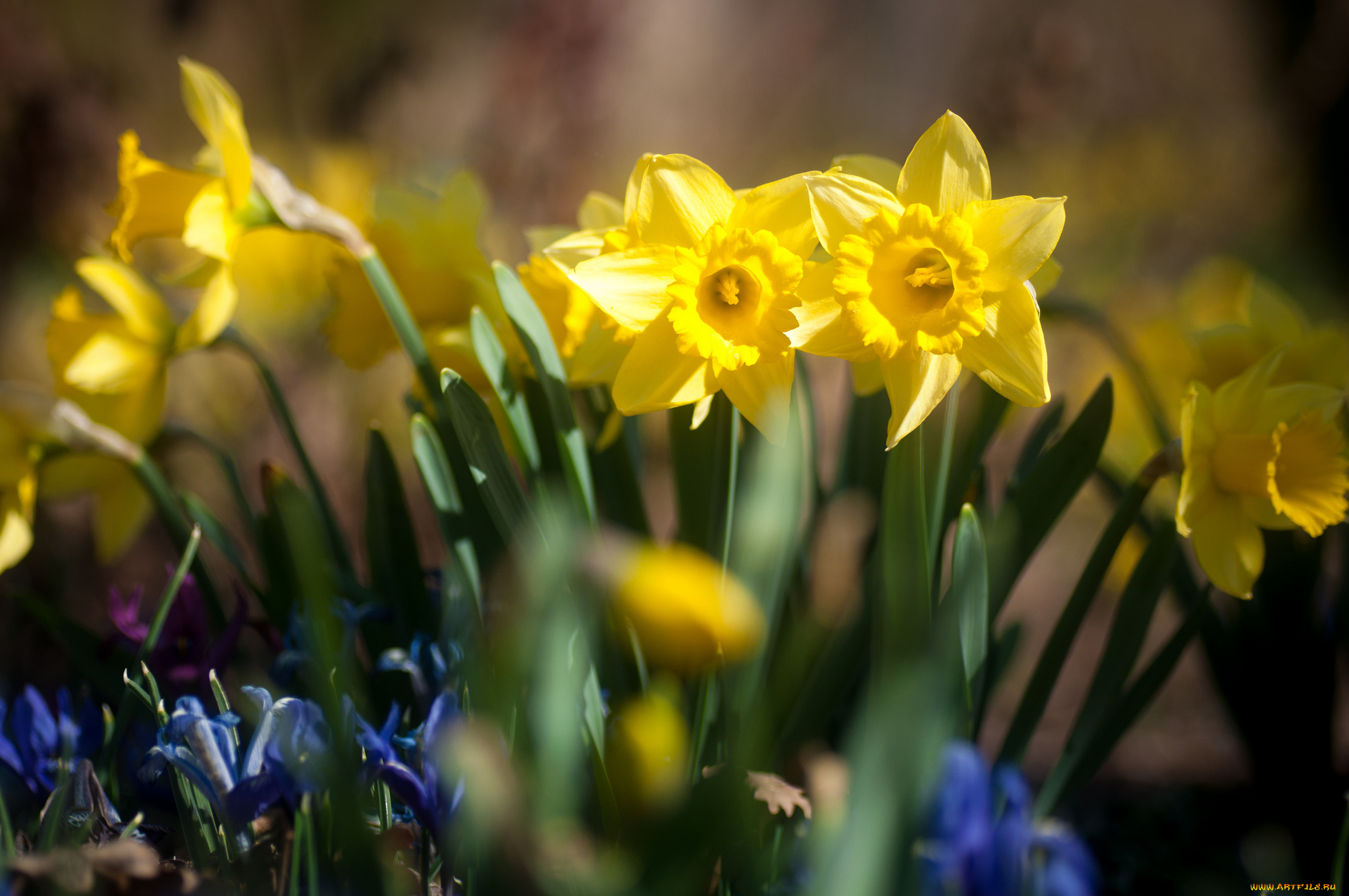 цветы, нарциссы, пролески