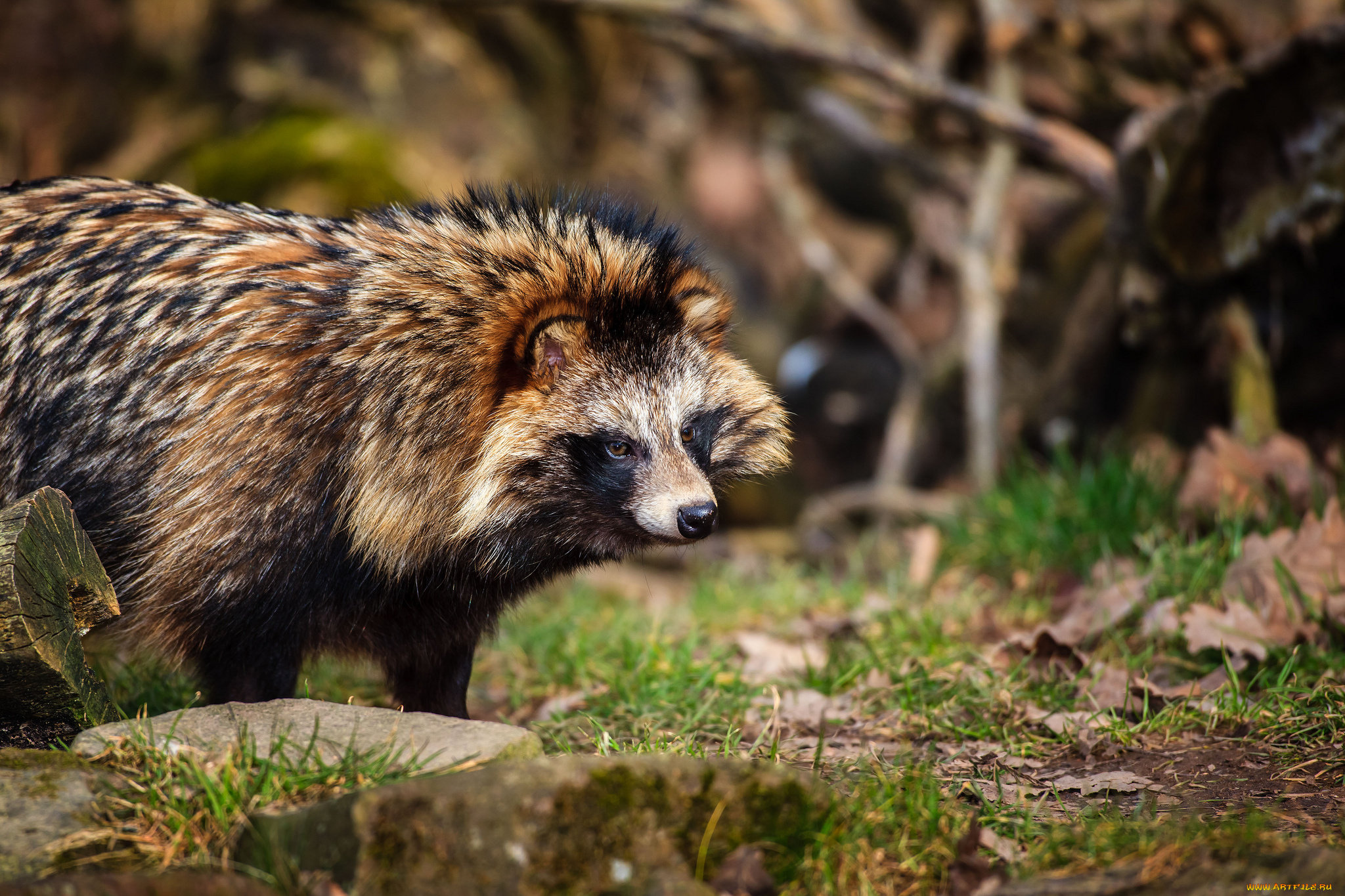 животные, еноты, шерсть