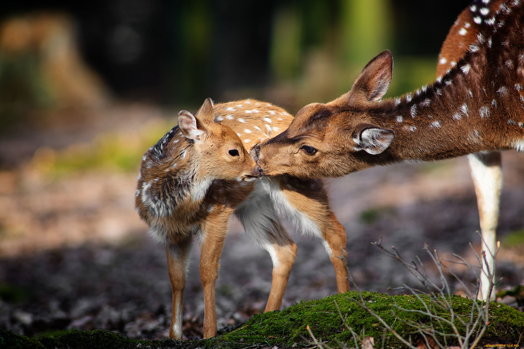 животные, олени, мама, малыш, нежность