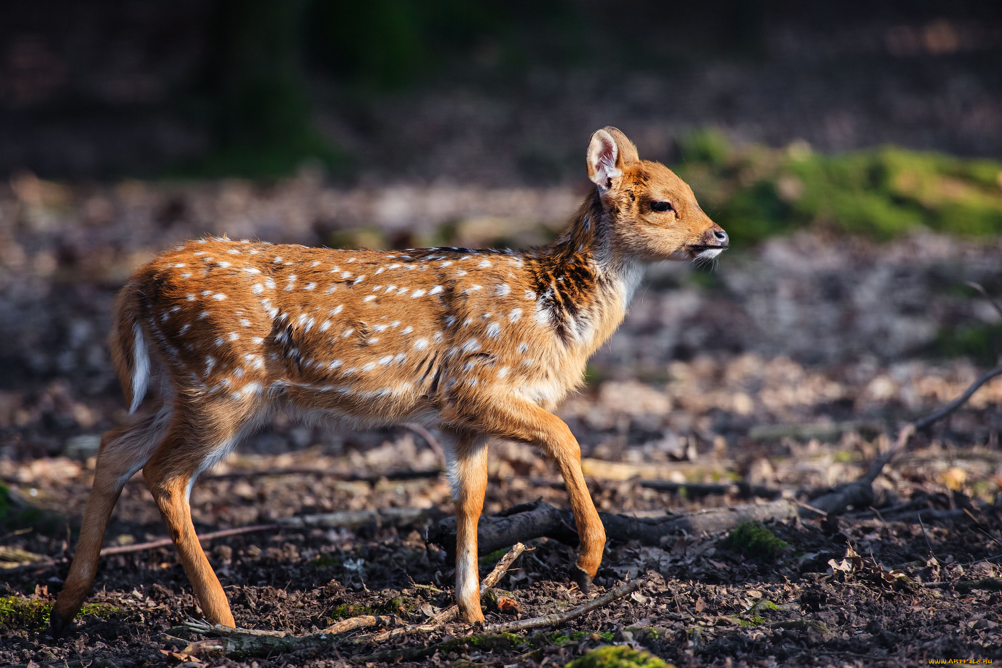 животные, олени, бемби, пятнышки