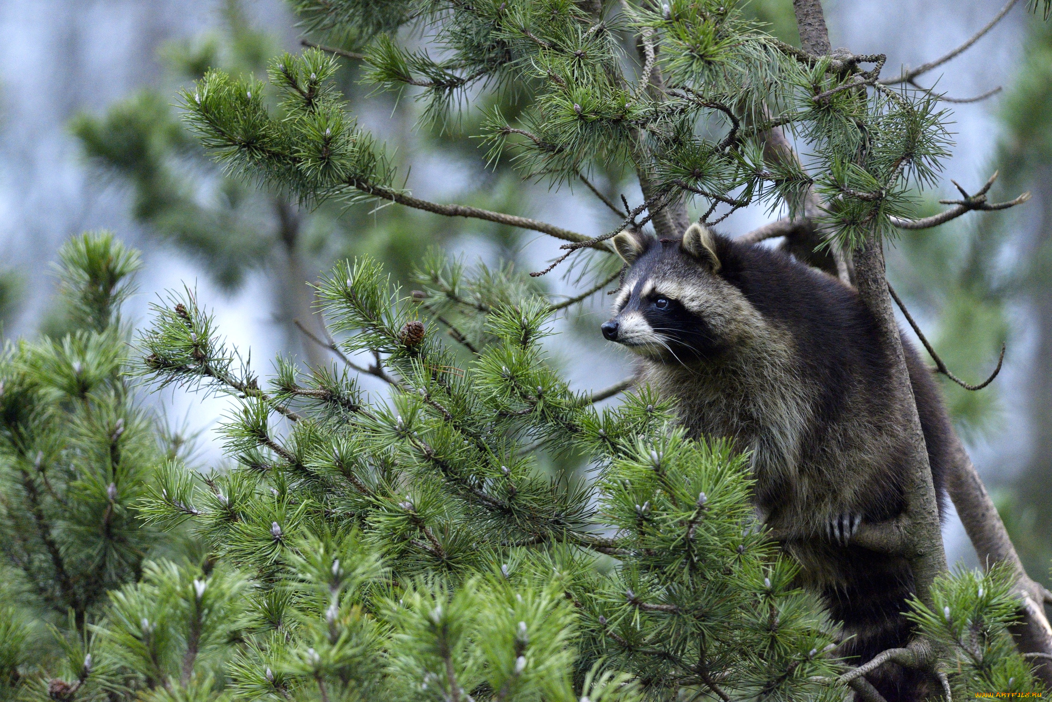 высоко, сижу, далеко, гляжу, животные, еноты, дерево, зверек