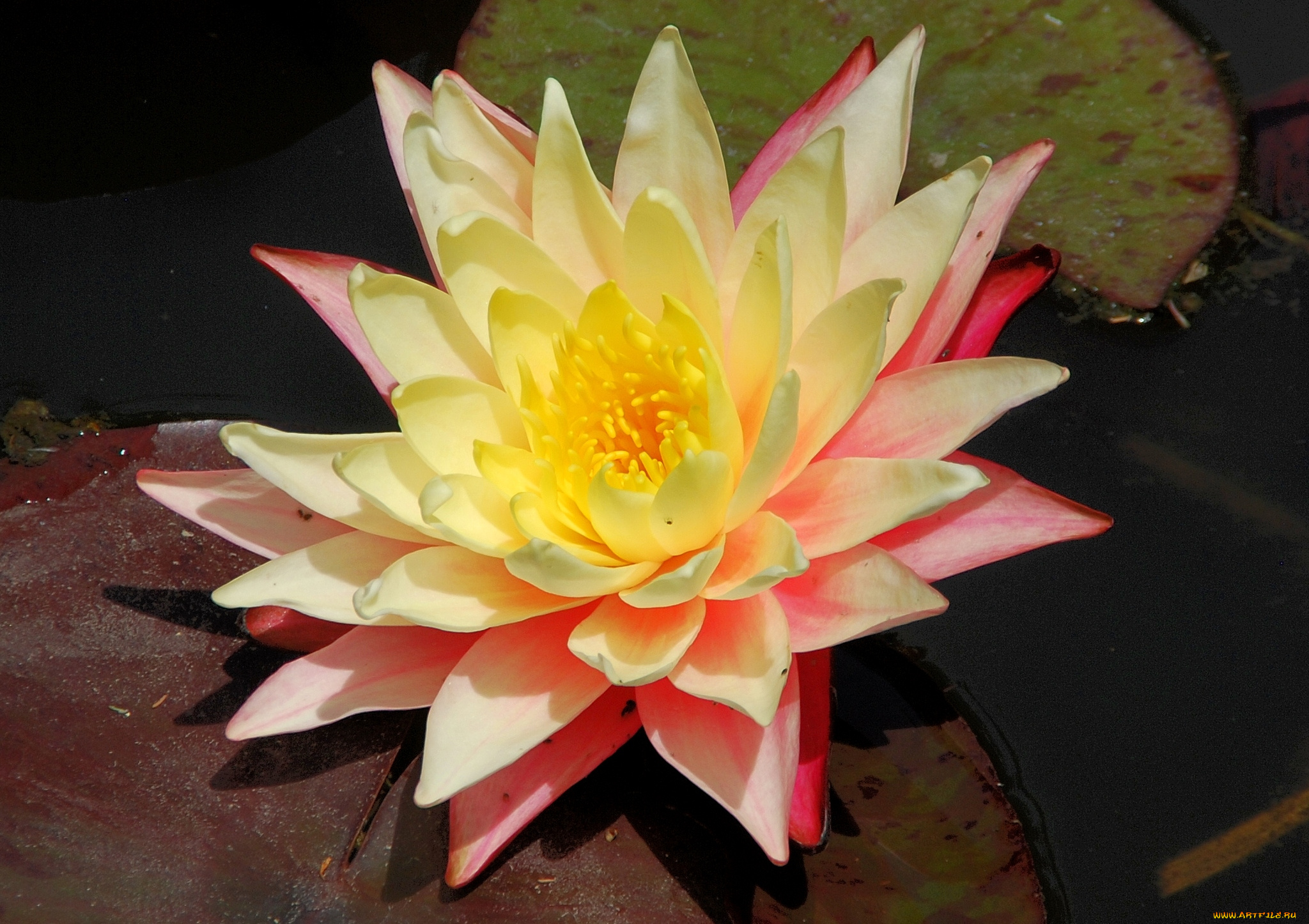 цветы, лилии, водяные, нимфеи, кувшинки, лепестки