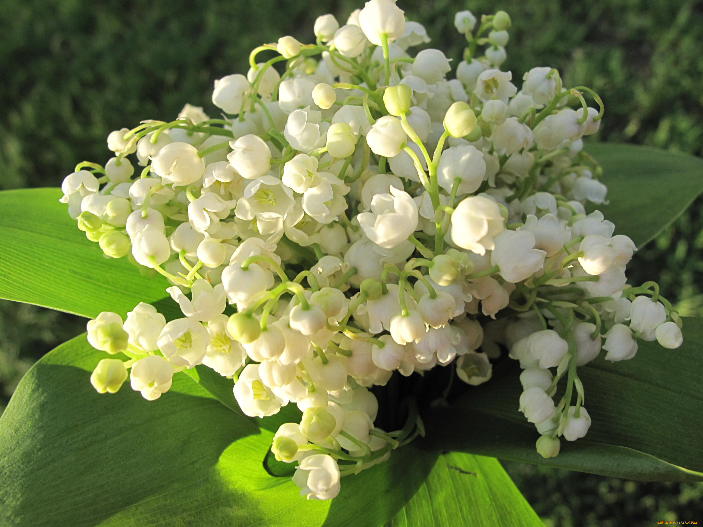 цветы, ландыши