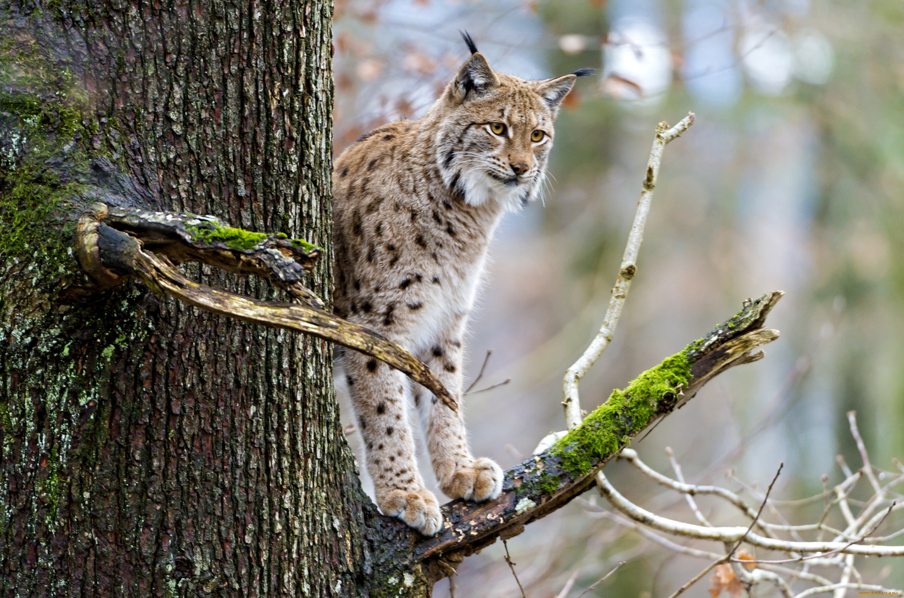 животные, рыси, дерево, кошка