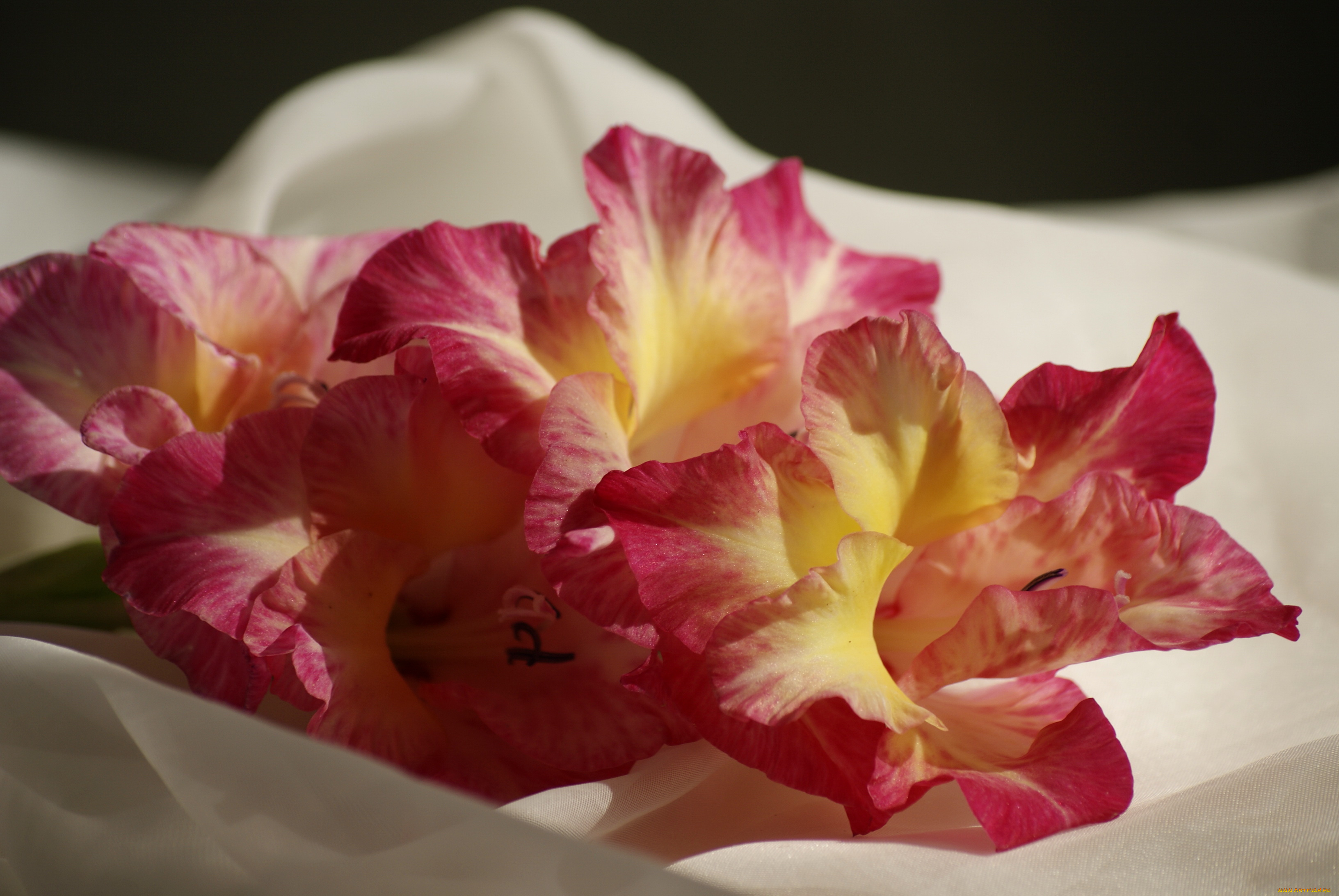 цветы, гладиолусы, гладиолус