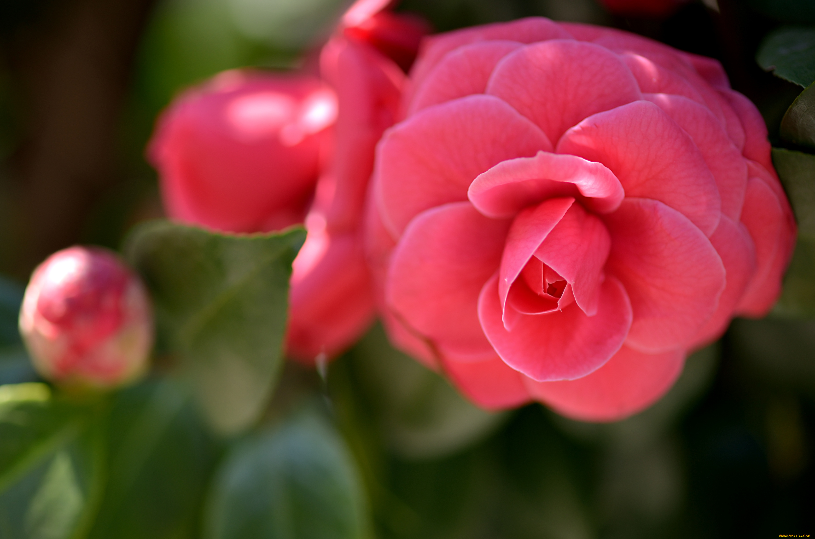 цветы, камелии, лепестки, бутон