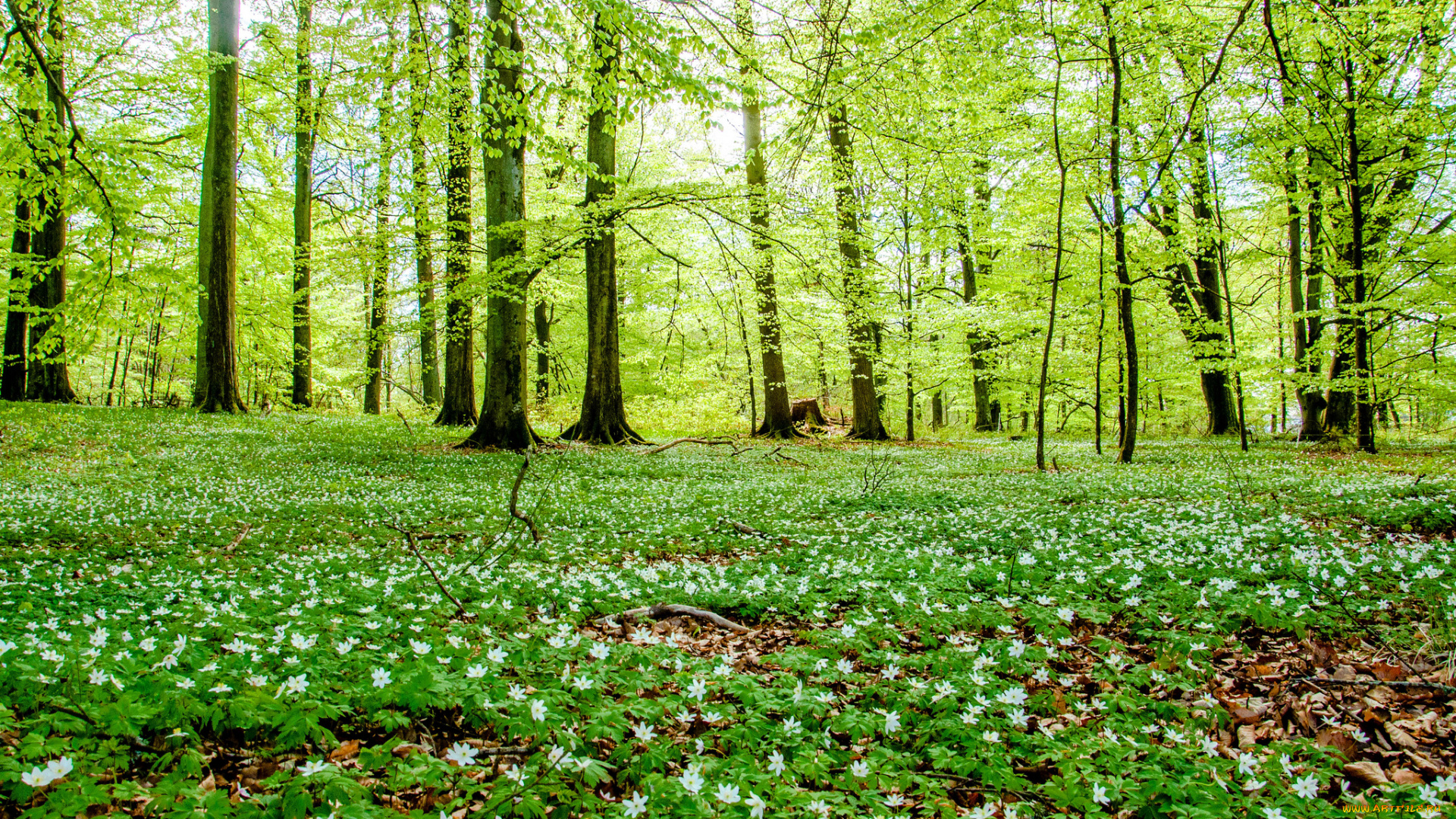 природа, лес, поляна, цветы