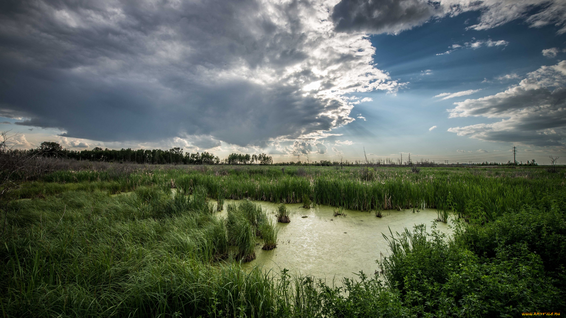 природа, реки, озера, тучи, осока, болото, поле