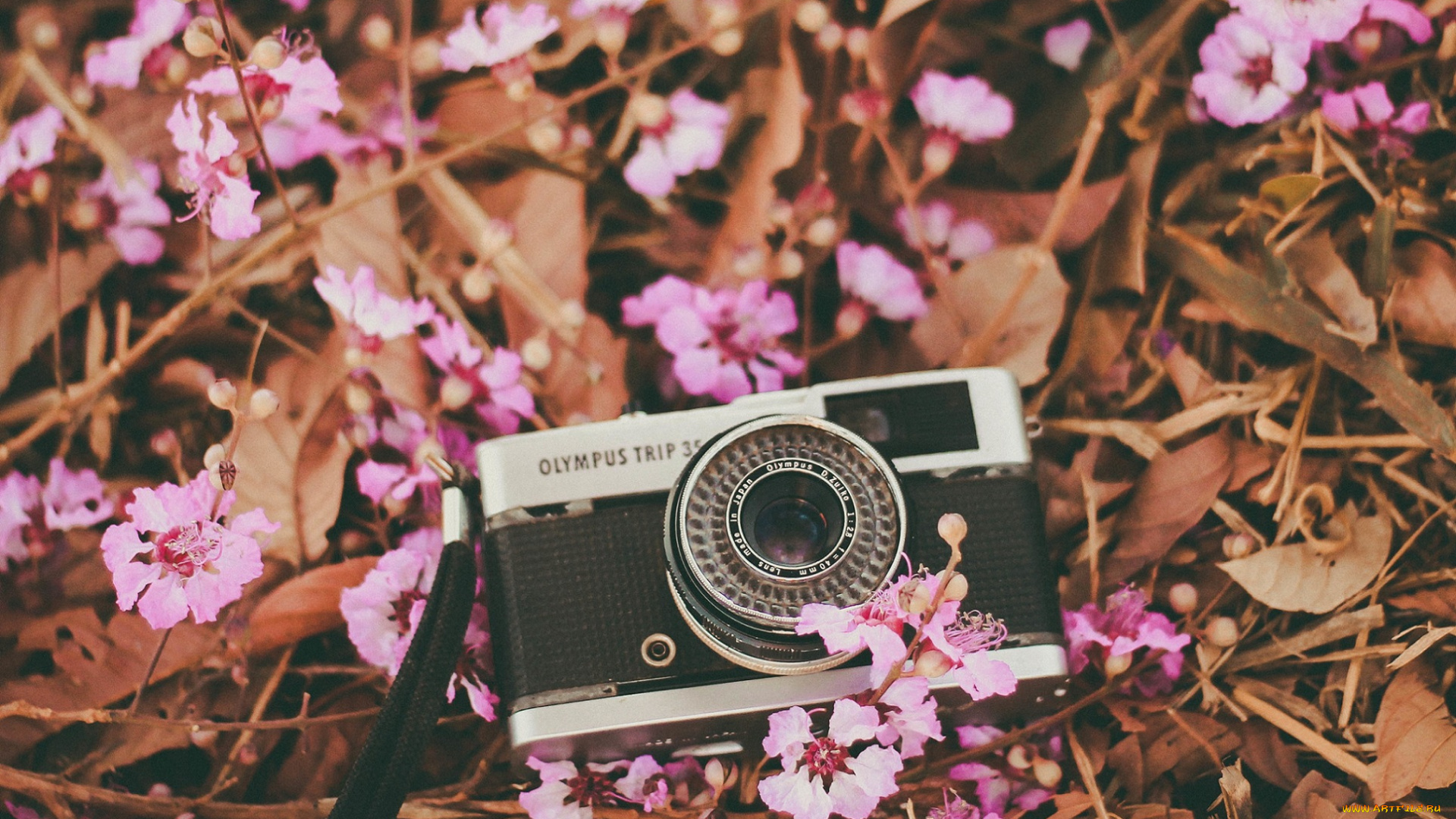 бренды, olympus, цветы, фотоаппарат, розовые