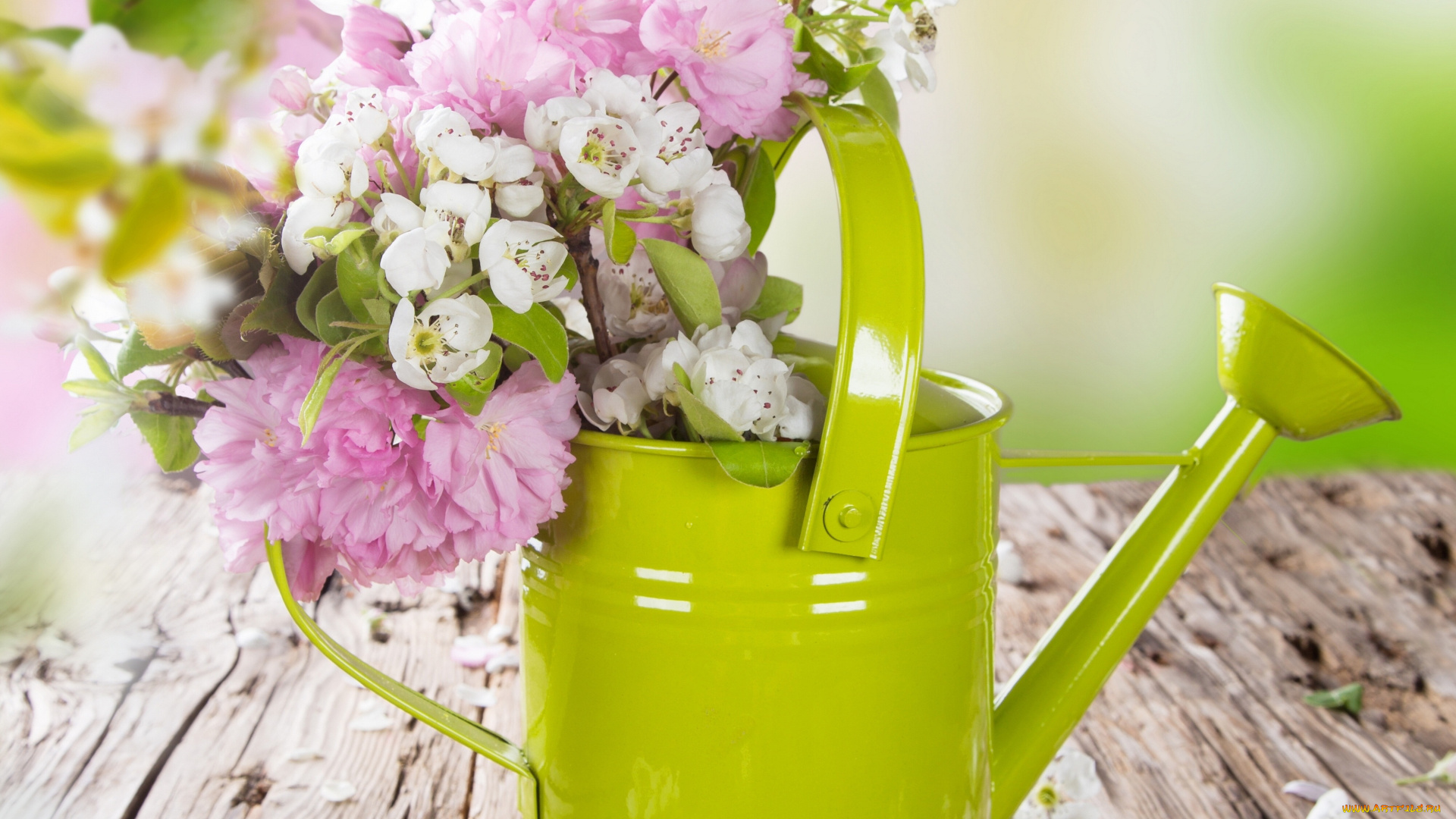 цветы, букеты, , композиции, яблоня, весна, лейка, цветение, сакура, вишня