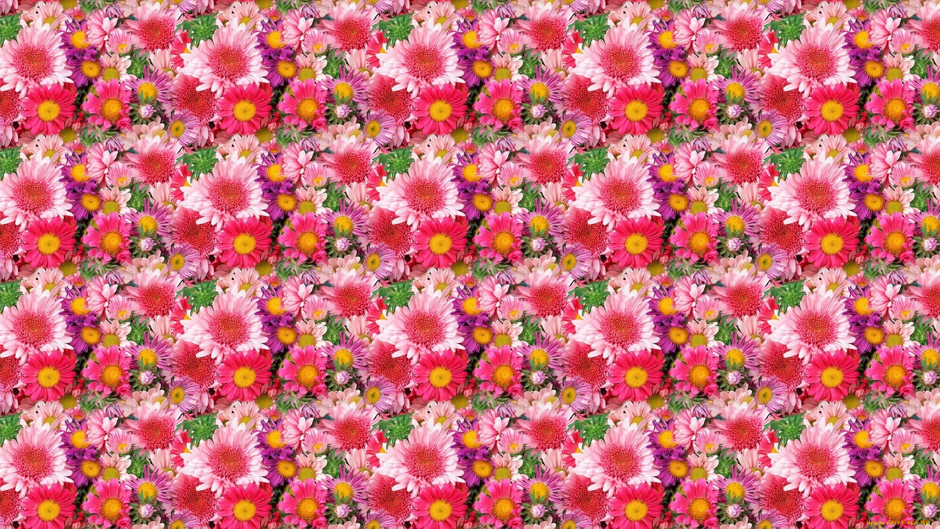 цветы, хризантемы, повтор, много, фон