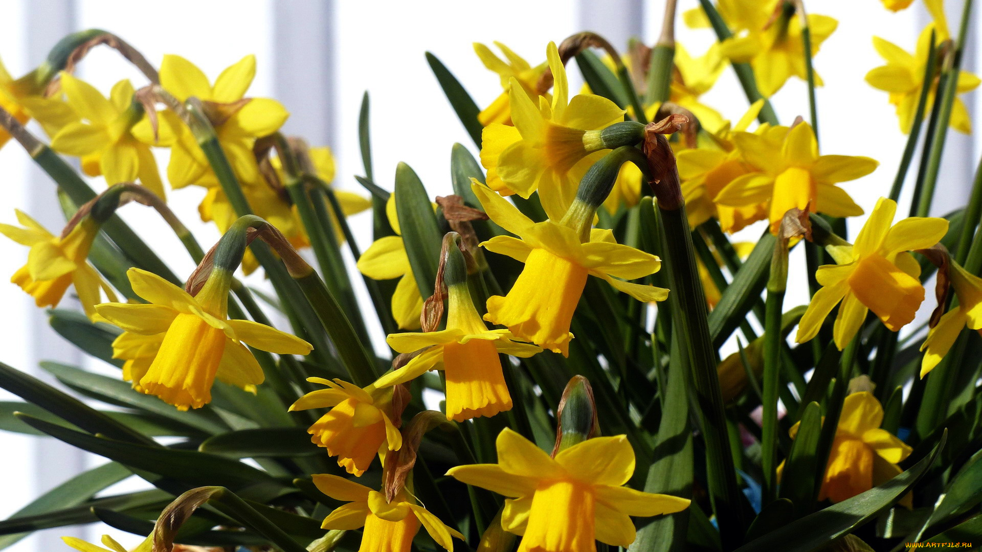 цветы, нарциссы, желтый