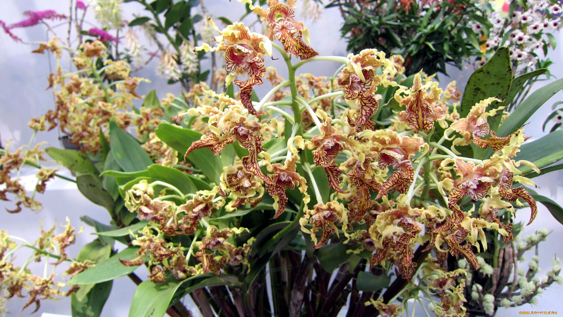 цветы, орхидеи, экзотика