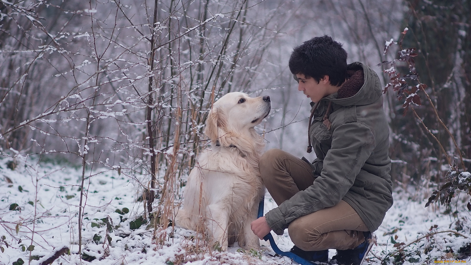 мужчины, -, unsort, парень, деревья, снег, зима, собака