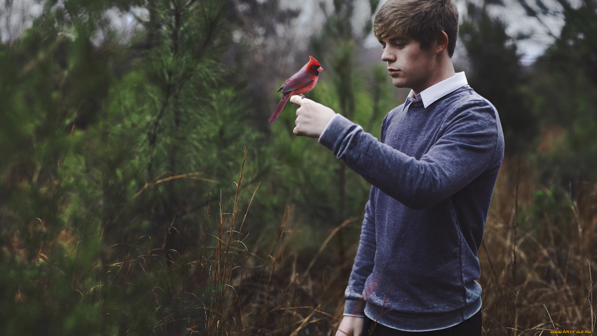 мужчины, -, unsort, птица, свиристель, парень, лес