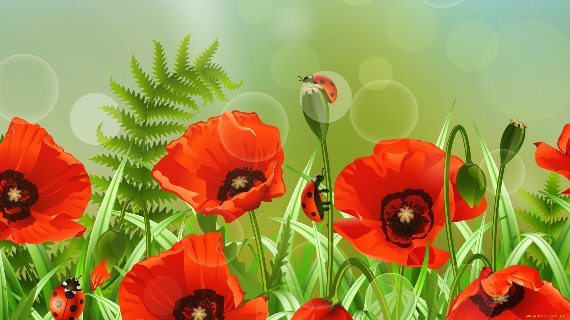 векторная, графика, цветы, , flowers, цветок, лето, поле, божья, коровка, маки