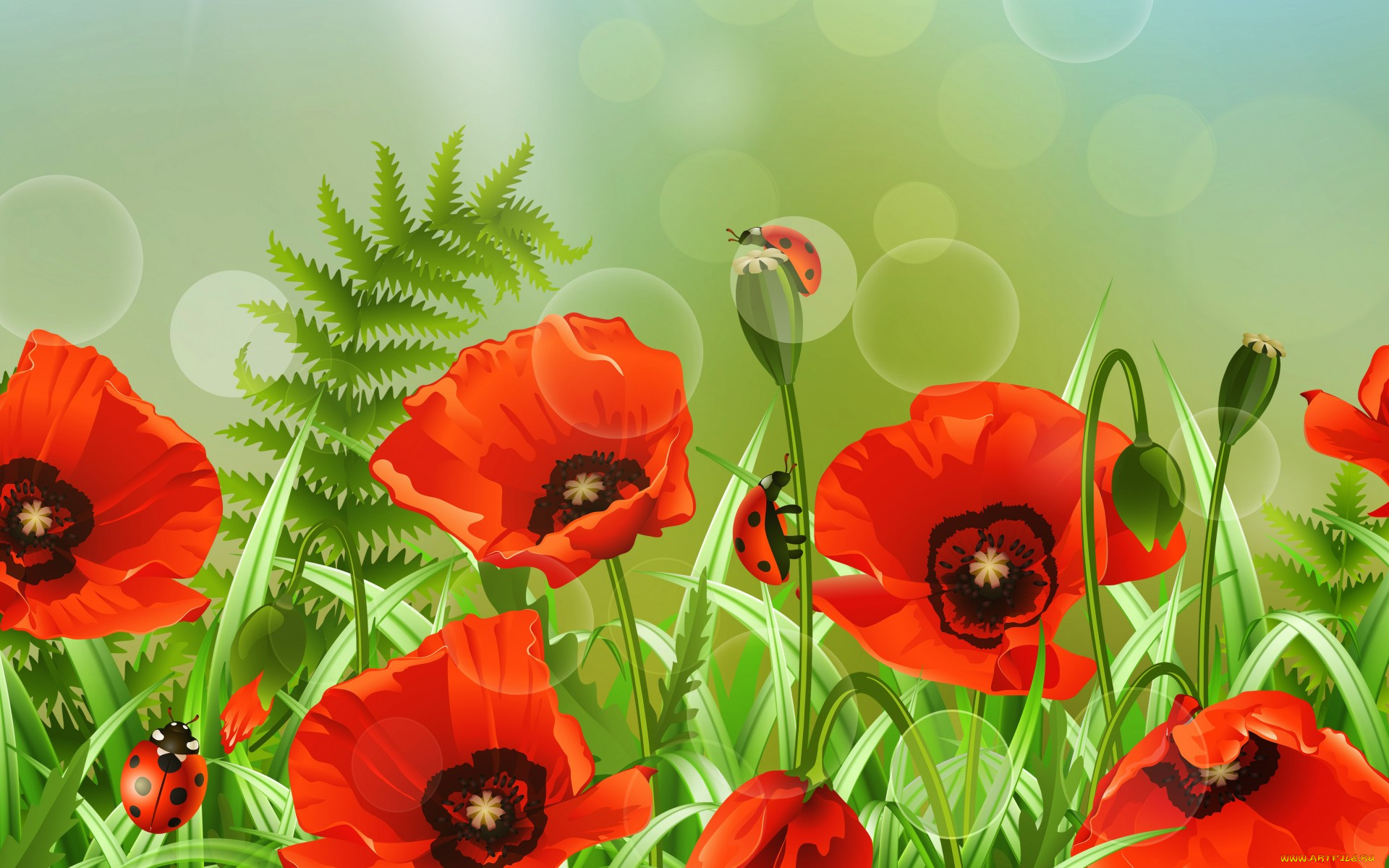 векторная, графика, цветы, , flowers, цветок, лето, поле, божья, коровка, маки