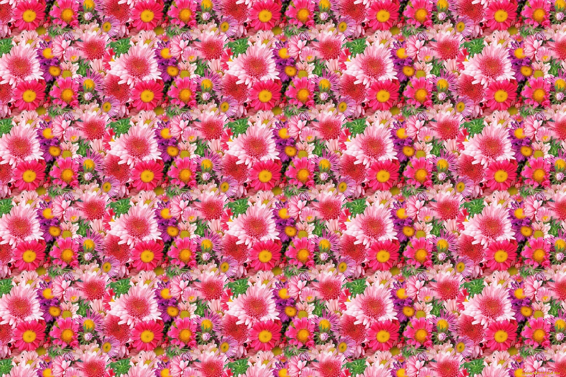 цветы, хризантемы, повтор, много, фон