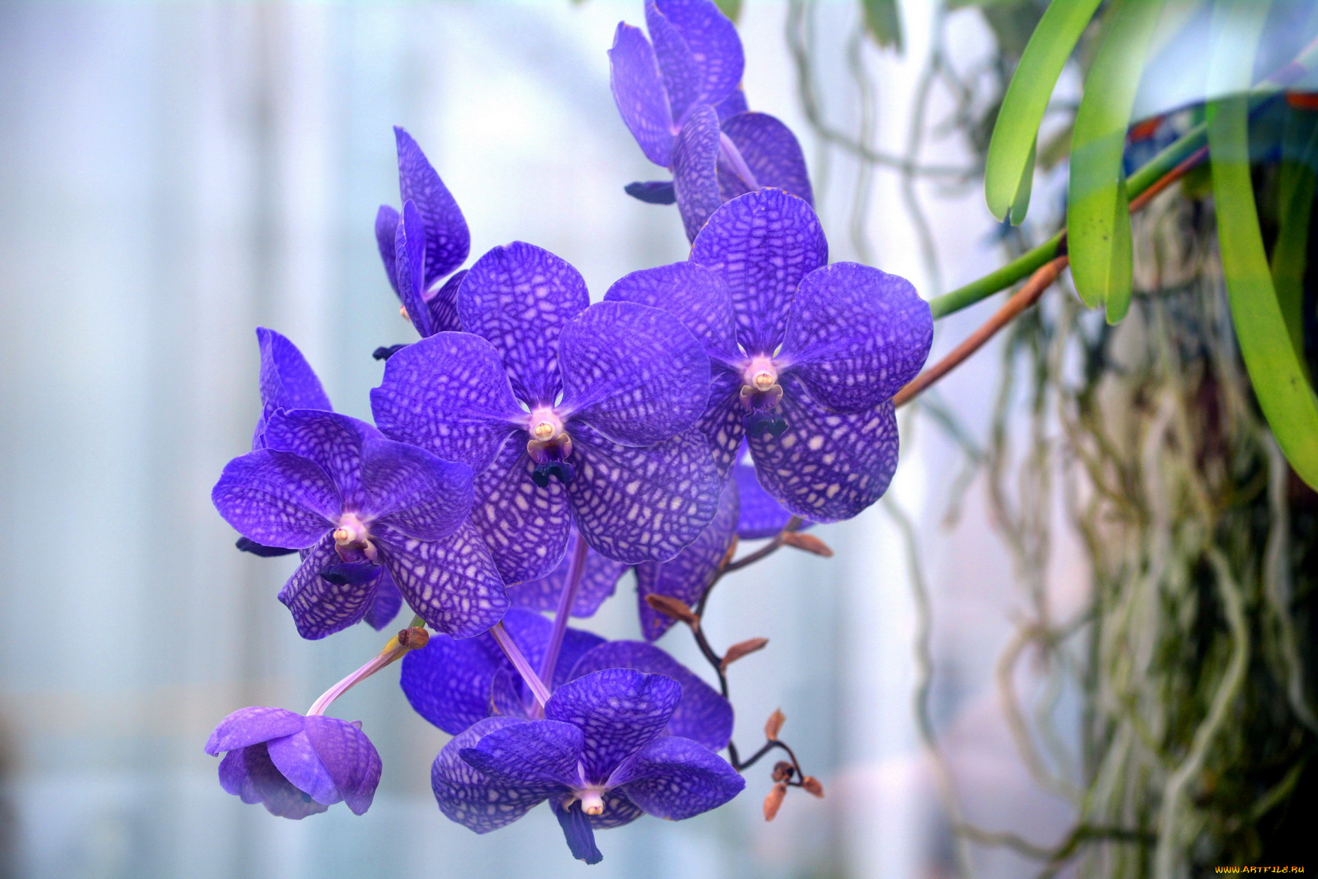 цветы, орхидеи, лиловый