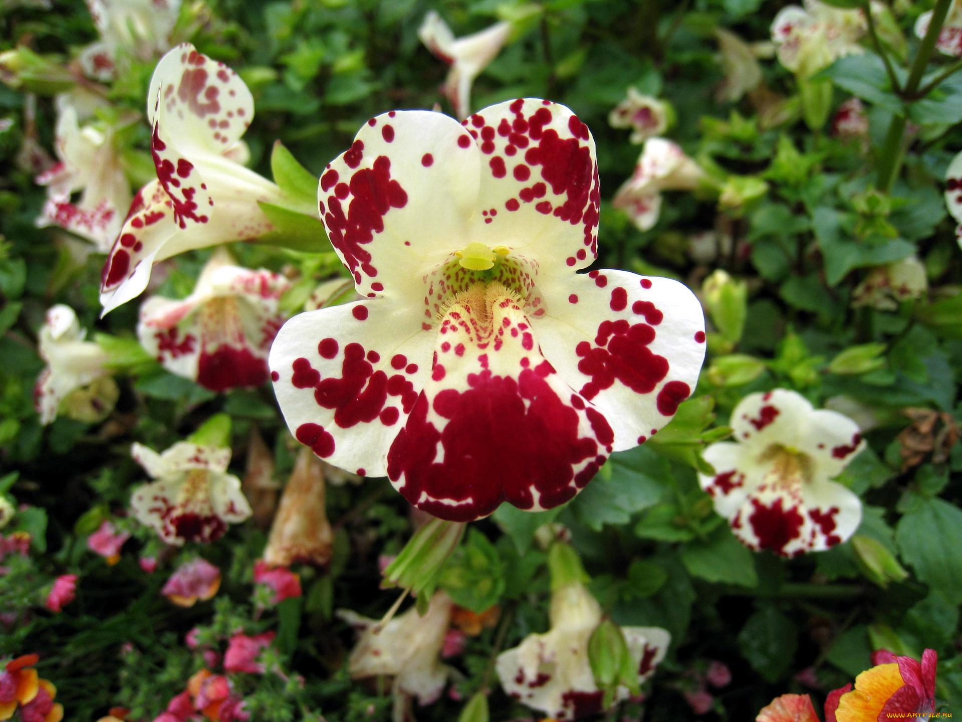 цветы, орхидеи, экзотика