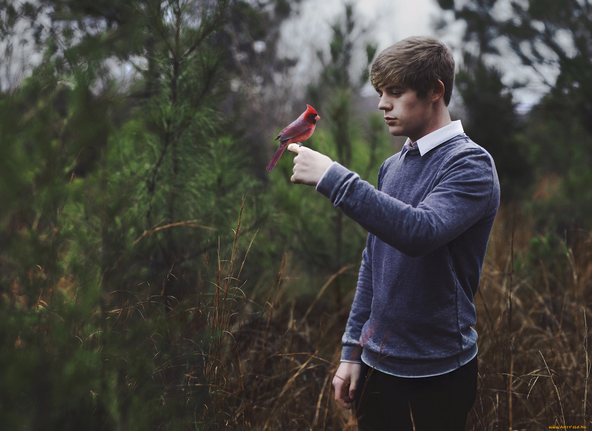 мужчины, -, unsort, птица, свиристель, парень, лес