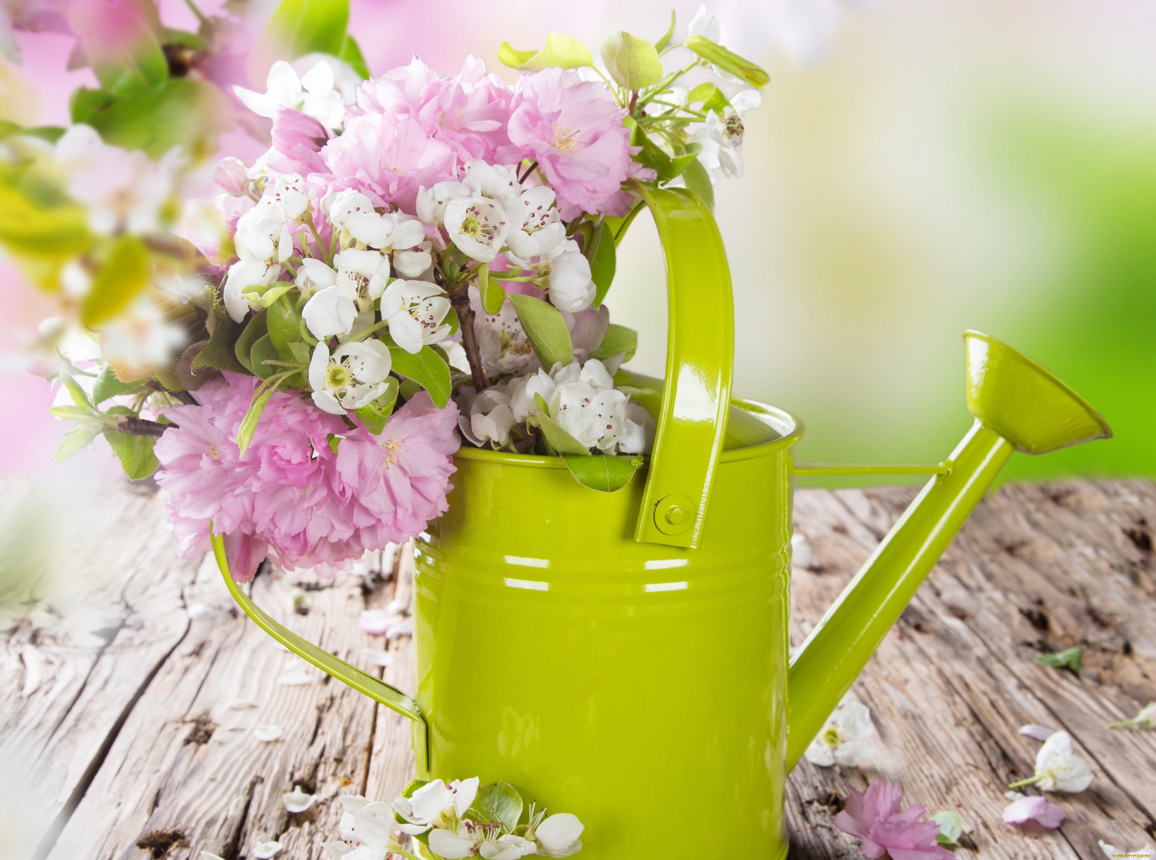цветы, букеты, , композиции, яблоня, весна, лейка, цветение, сакура, вишня