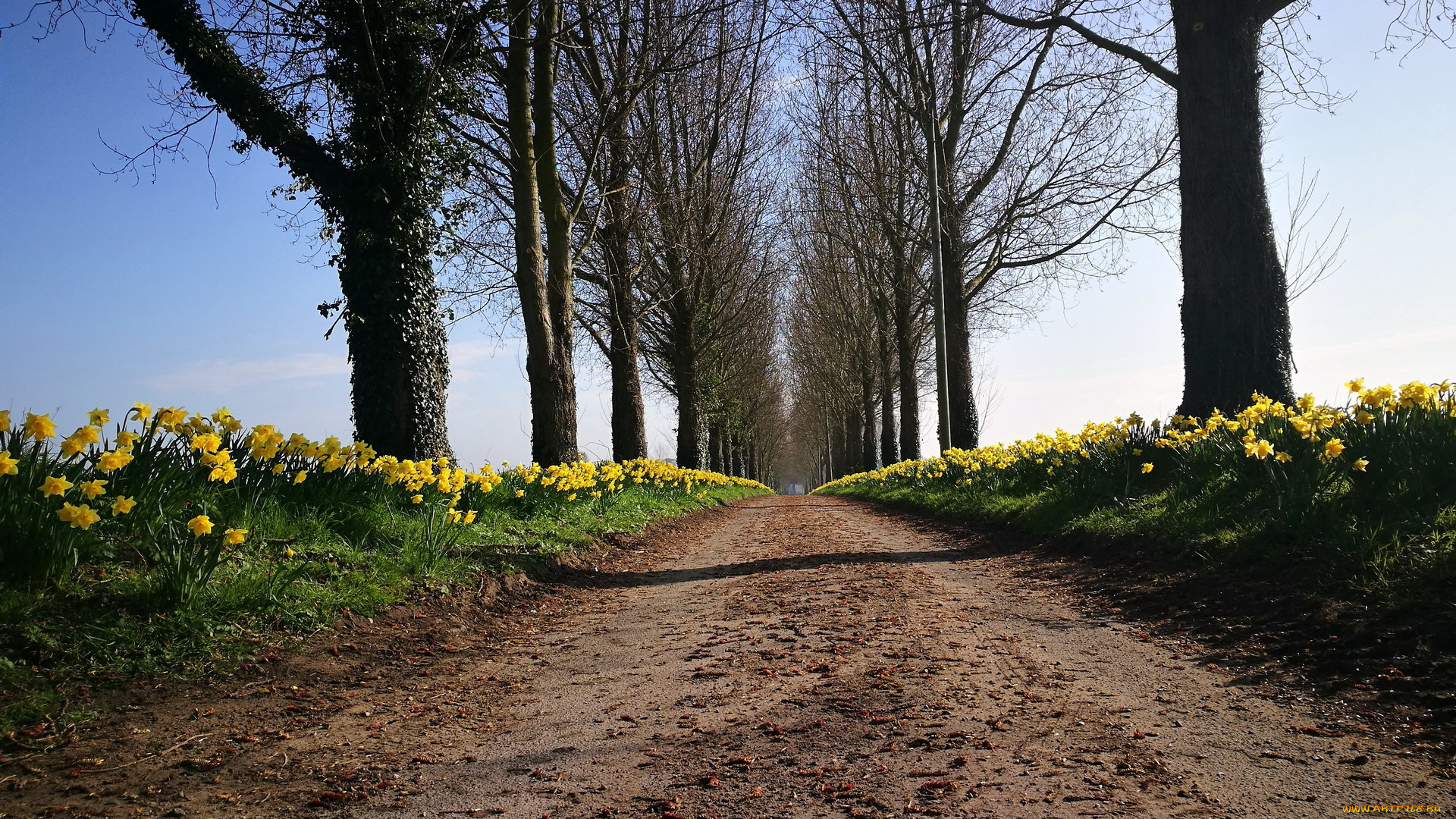 природа, дороги, деревья, нарциссы, дорога, весна
