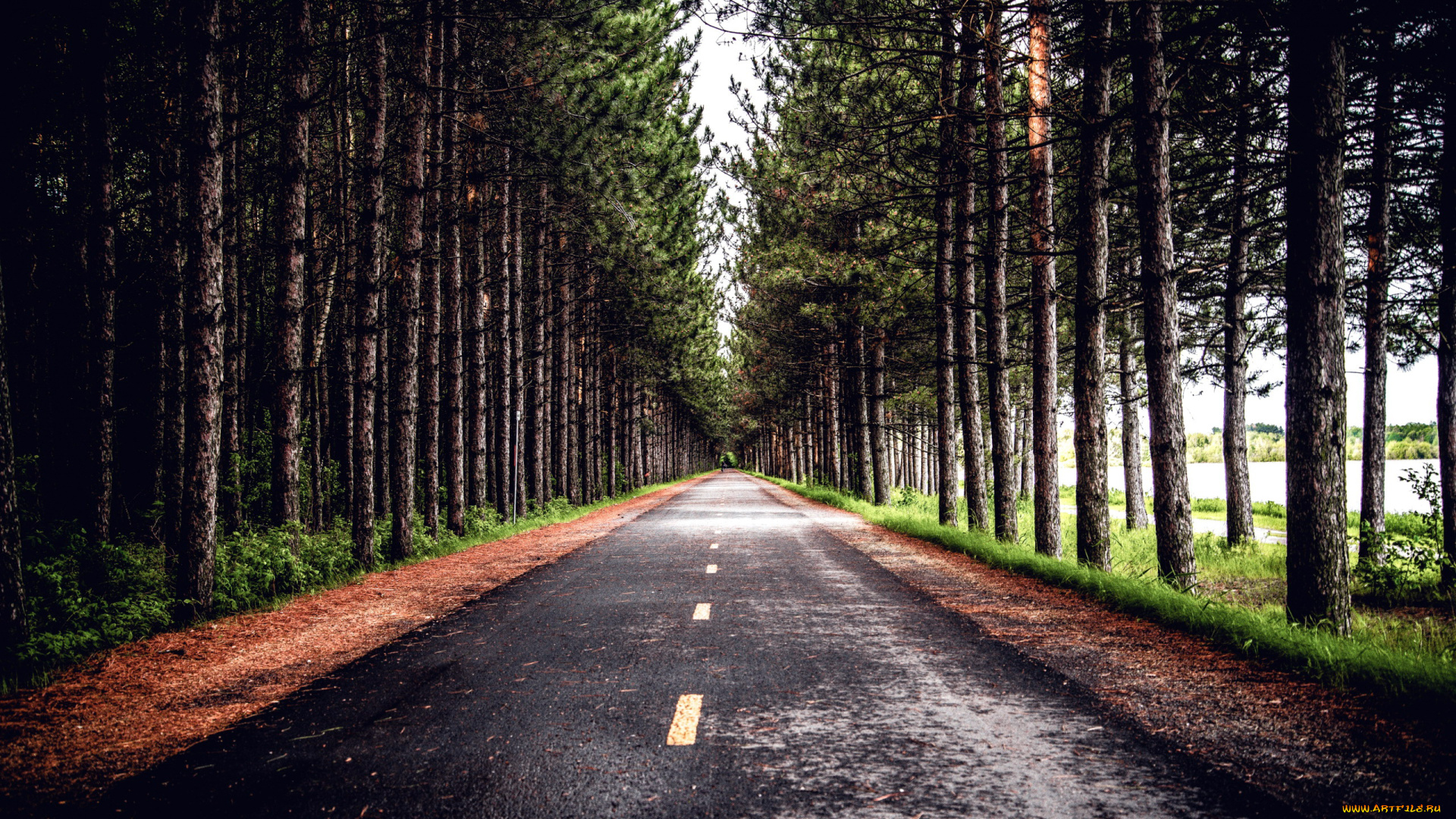 природа, дороги, дорога, шоссе, сосны