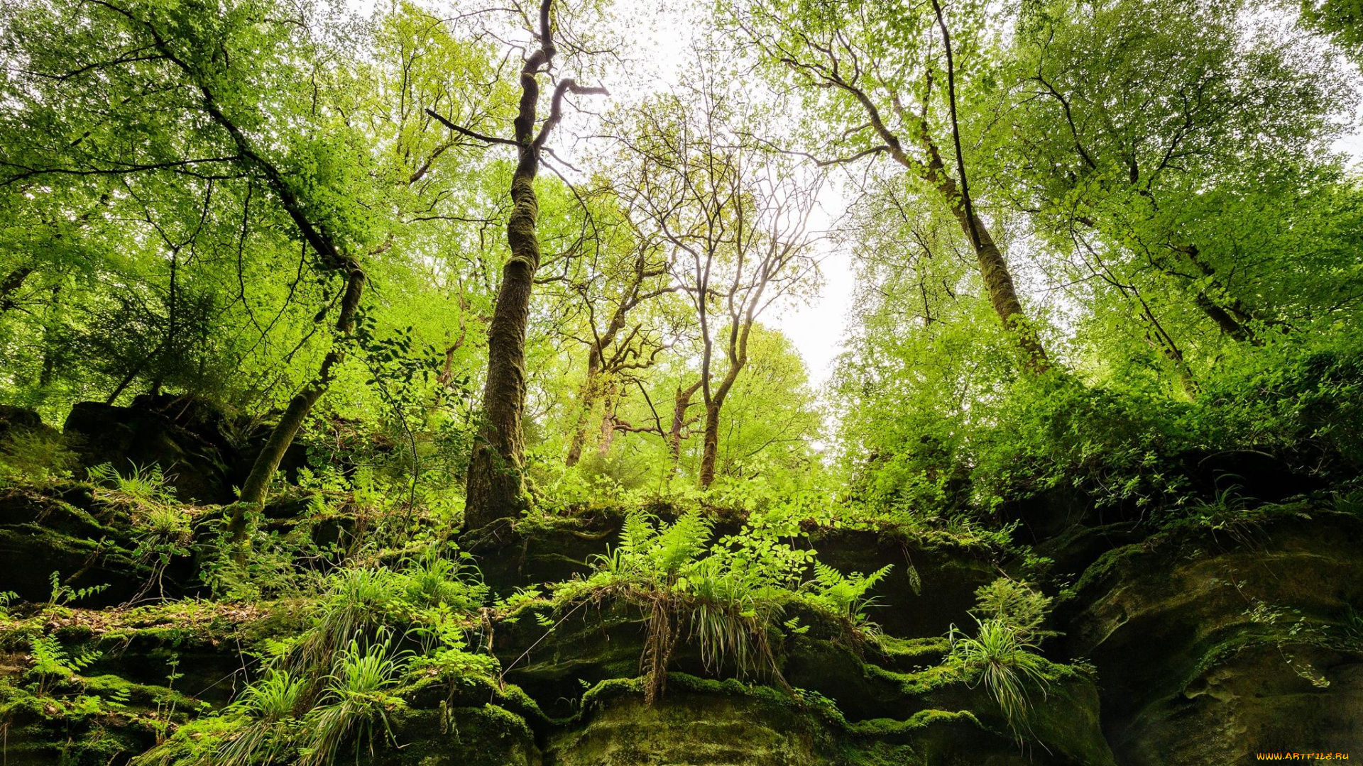 природа, лес, скалы, деревья