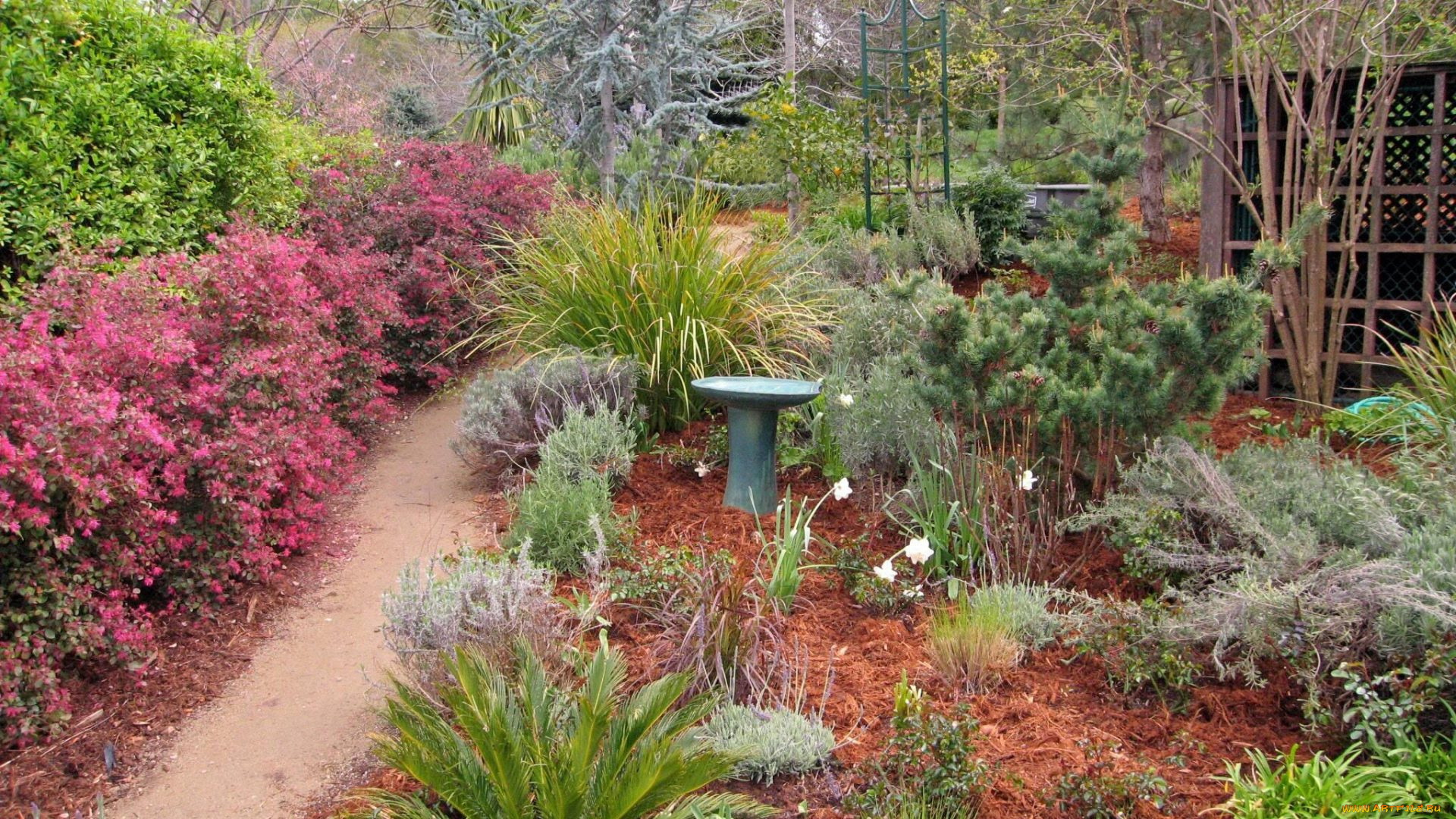 природа, парк, дорожка, цветы, кусты