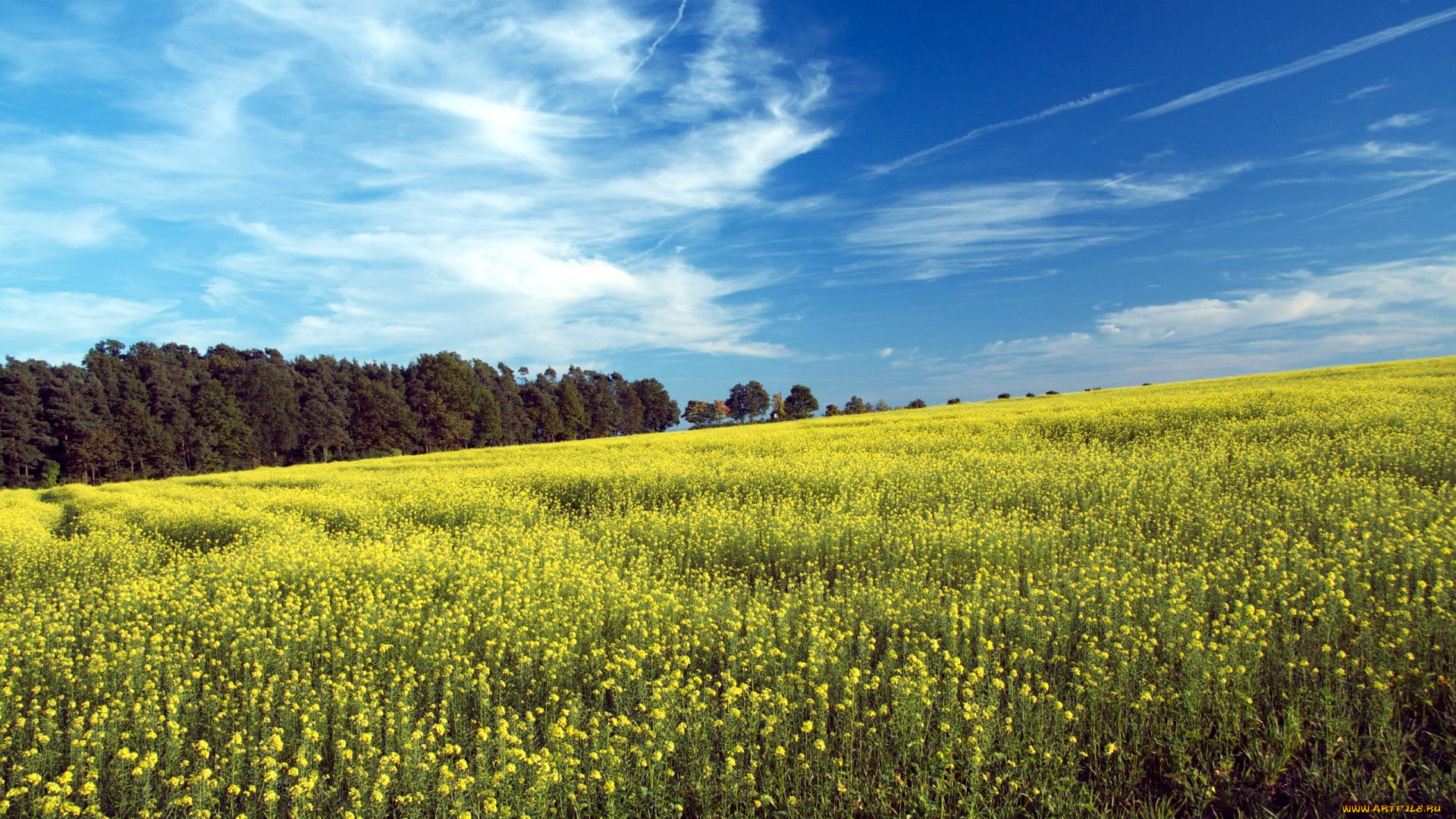 природа, побережье, лето, поле, рапс