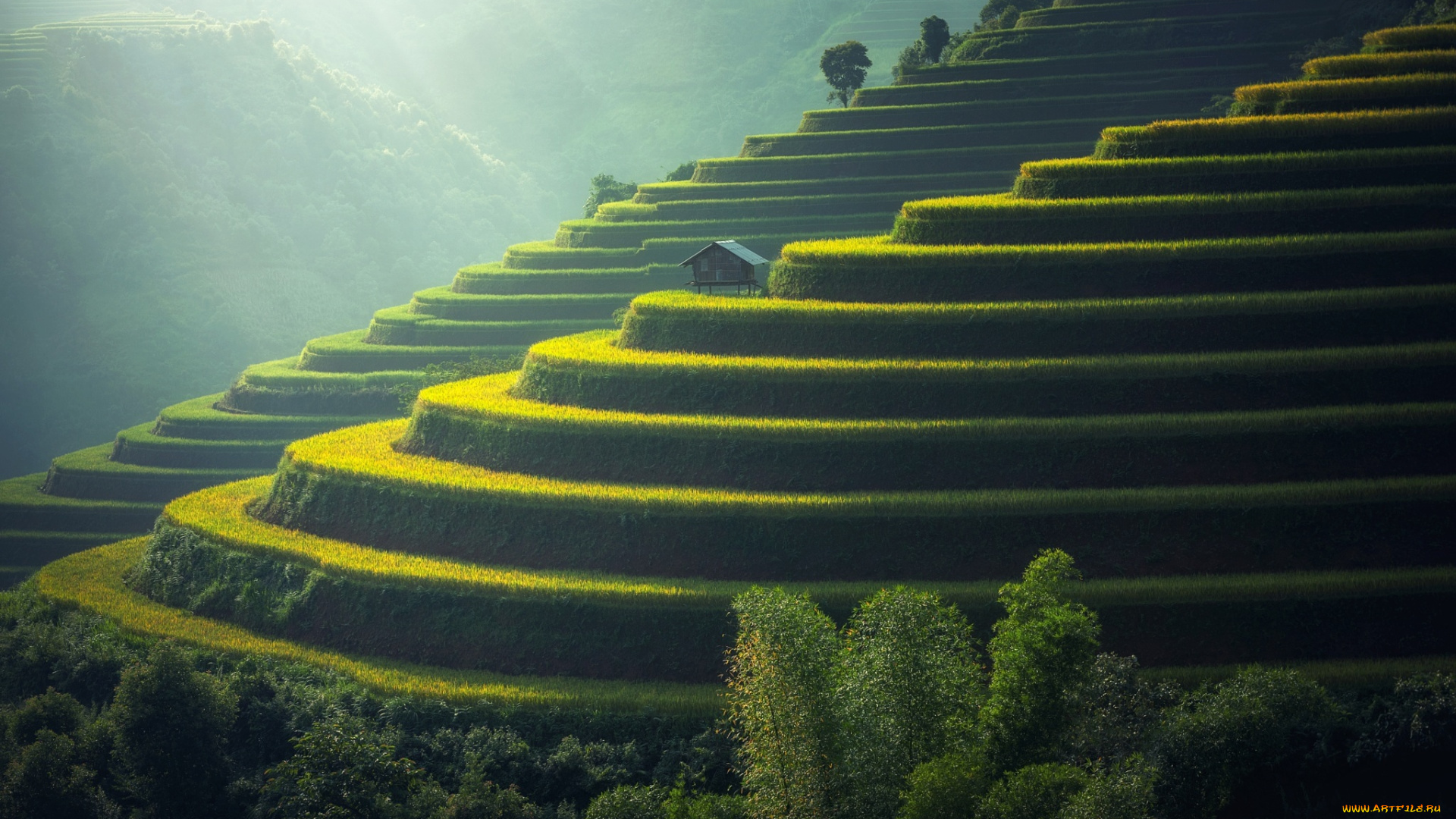 природа, поля, свет, склон, рис, рисовые, домик