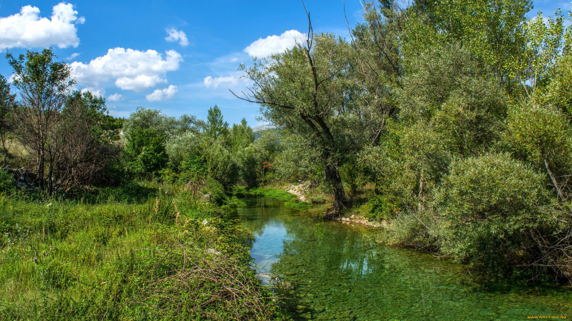 природа, реки, озера, река, лес