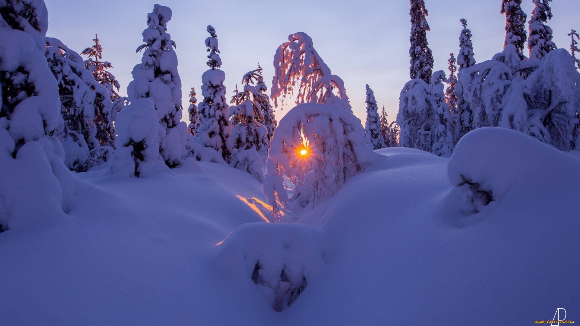 природа, зима, снег, лес, солнце