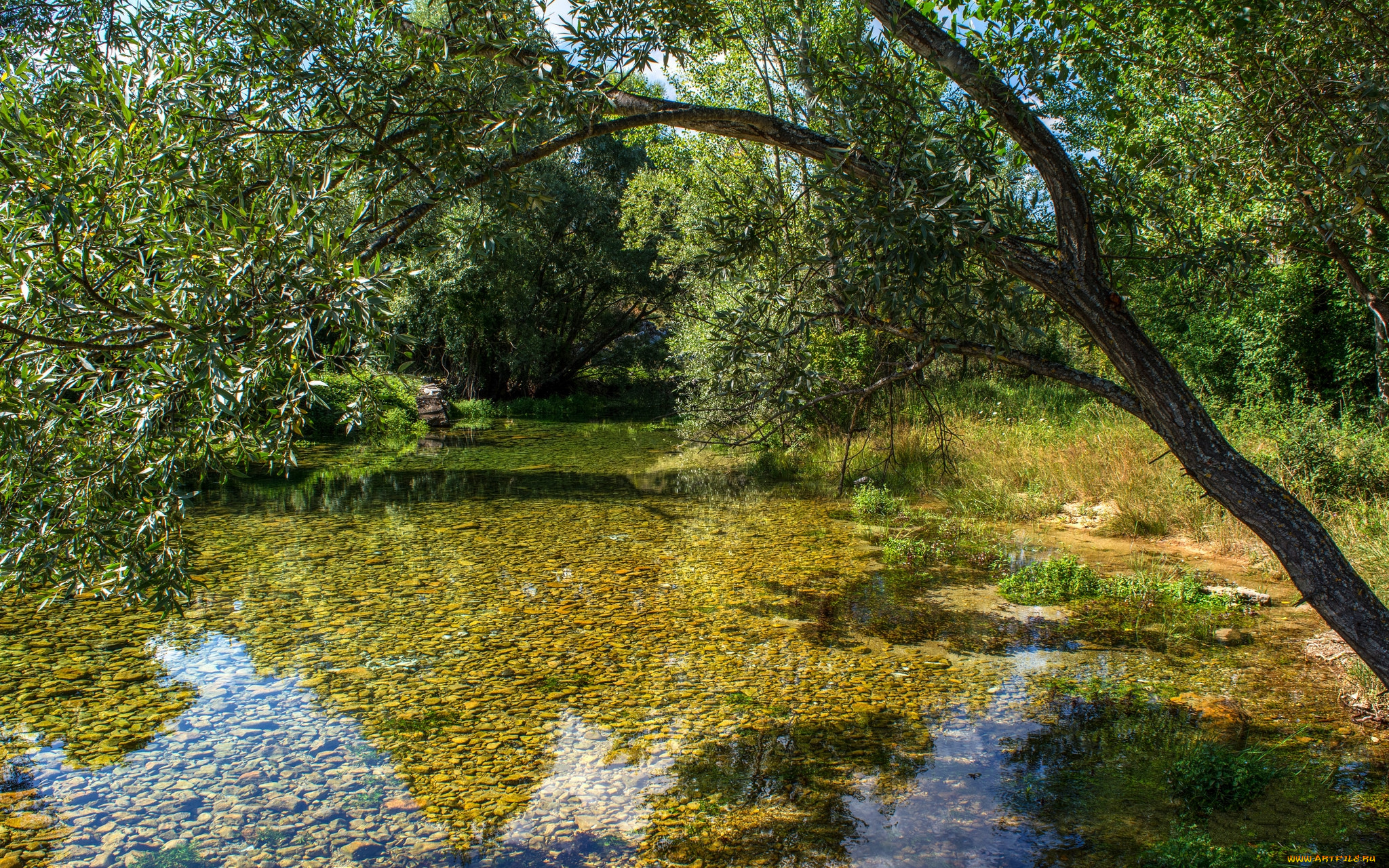 природа, реки, озера, река, лес