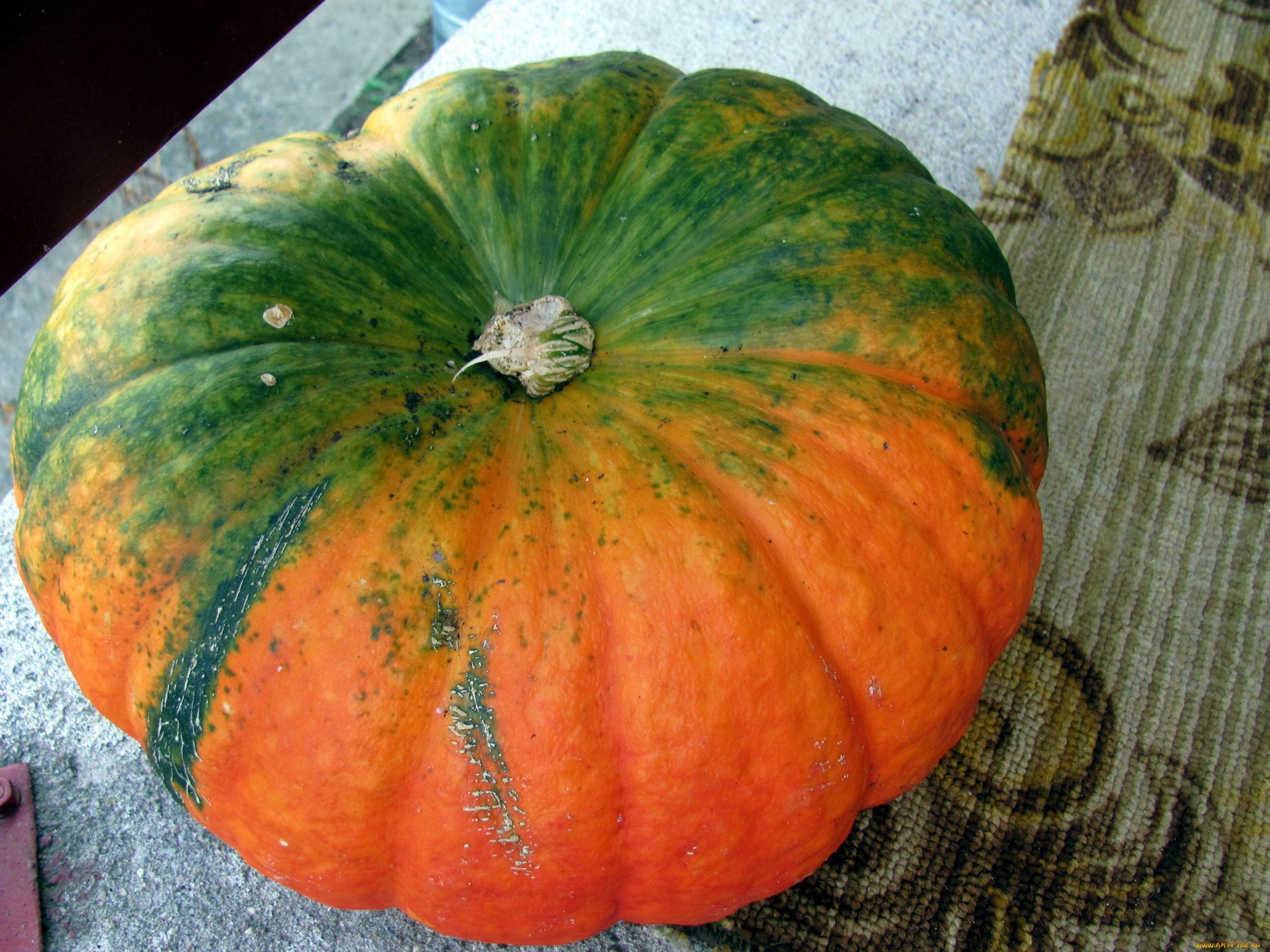 еда, тыква, огромная