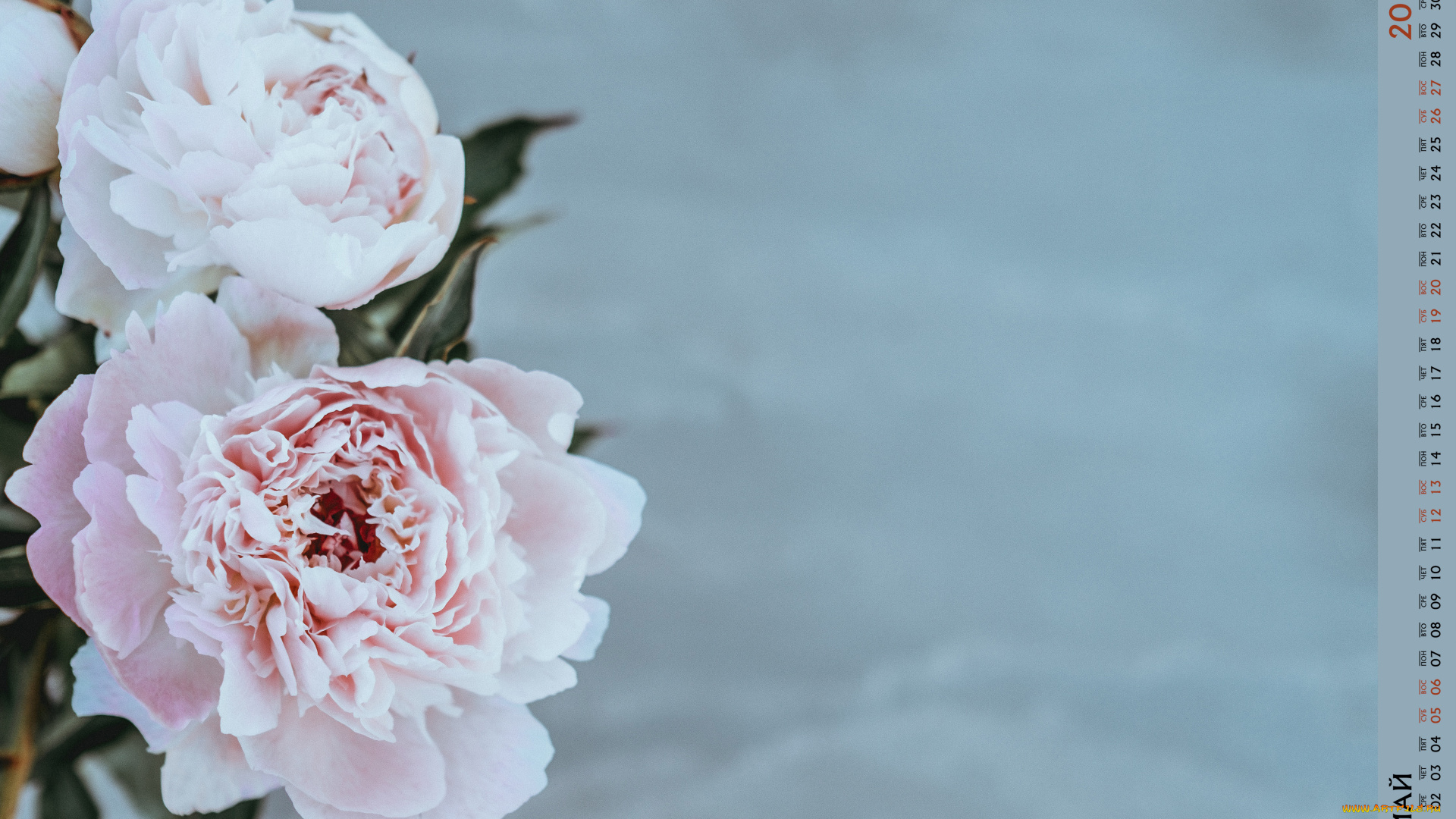 календари, цветы, бутон