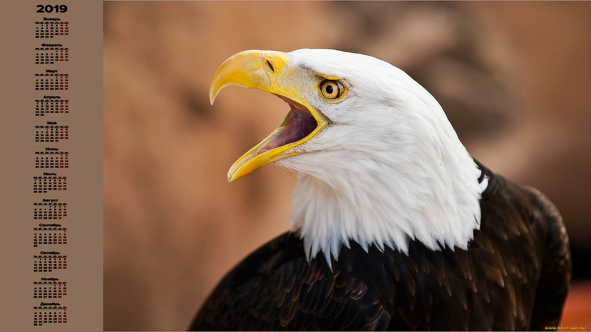 календари, животные, голова, птица