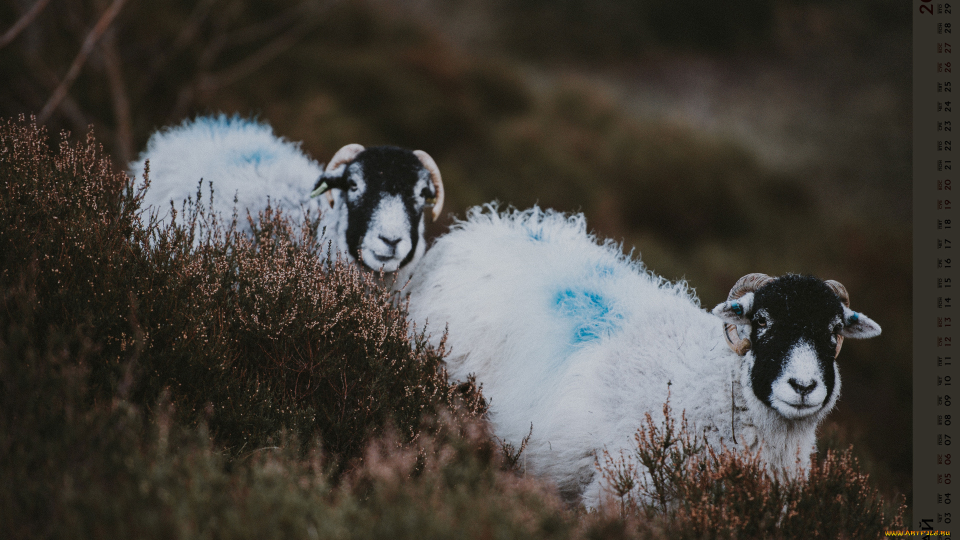 календари, животные, взгляд, растения, двое