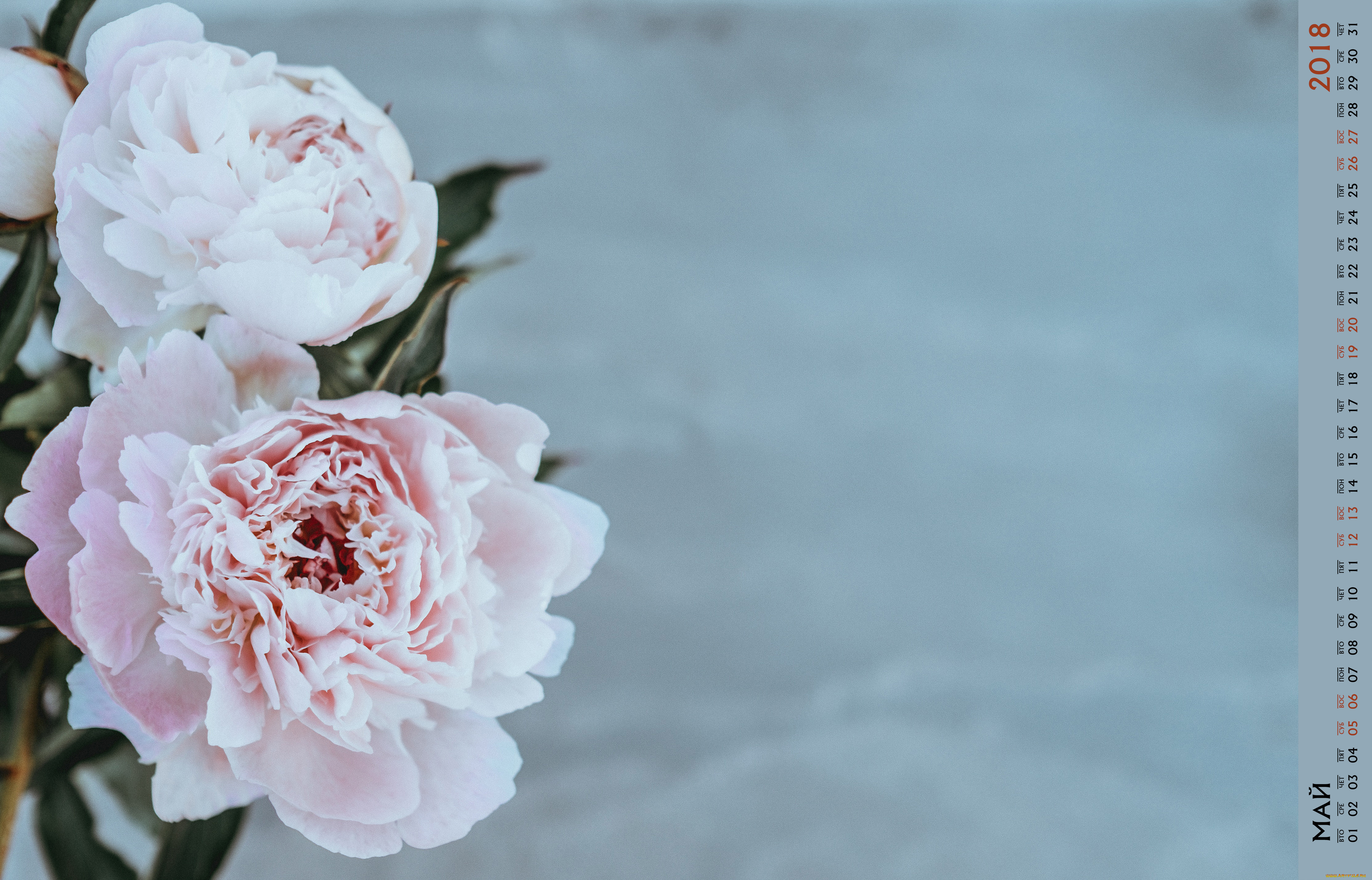 календари, цветы, бутон