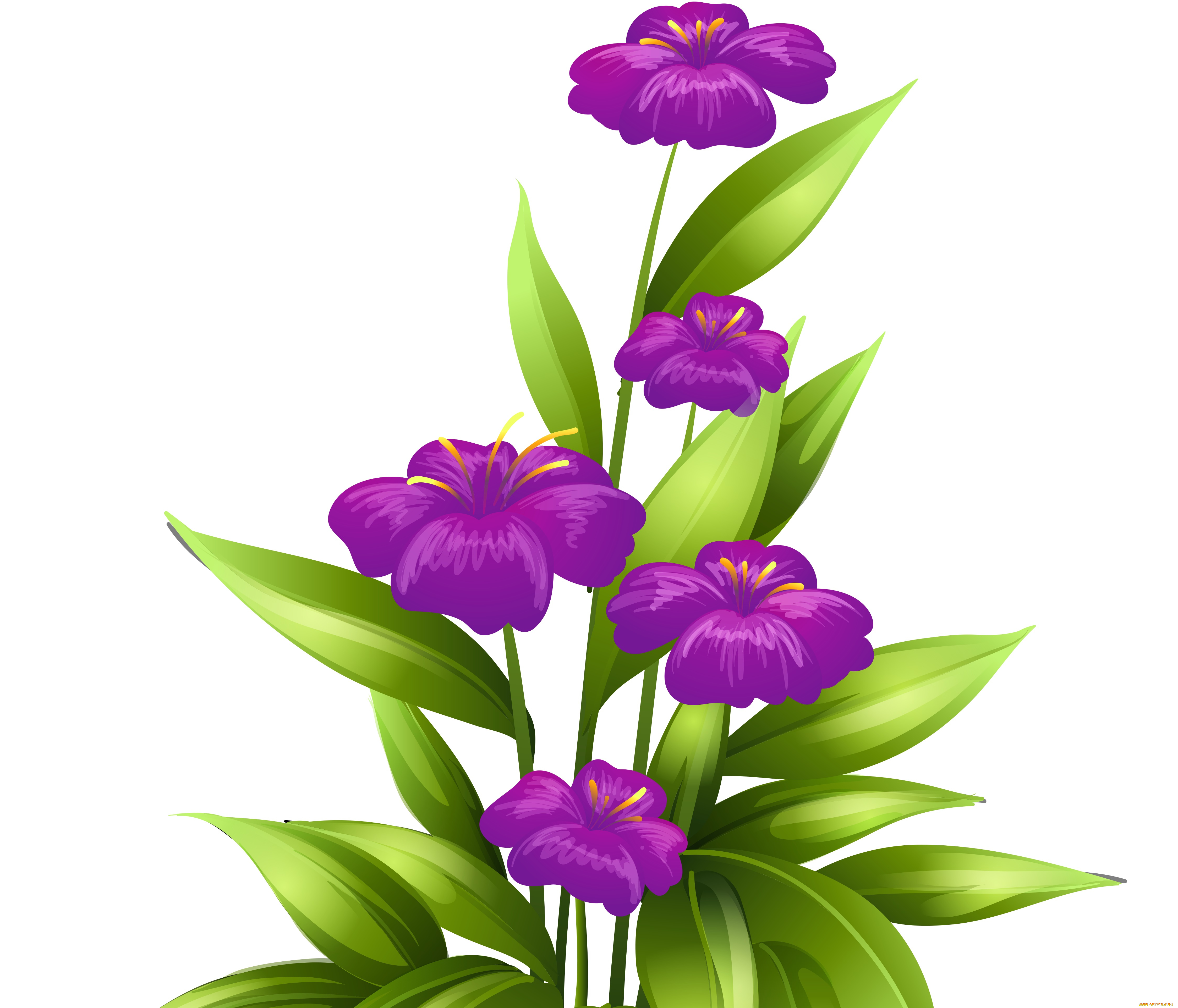 векторная, графика, цветы, , flowers, фон, цветы, лепестки