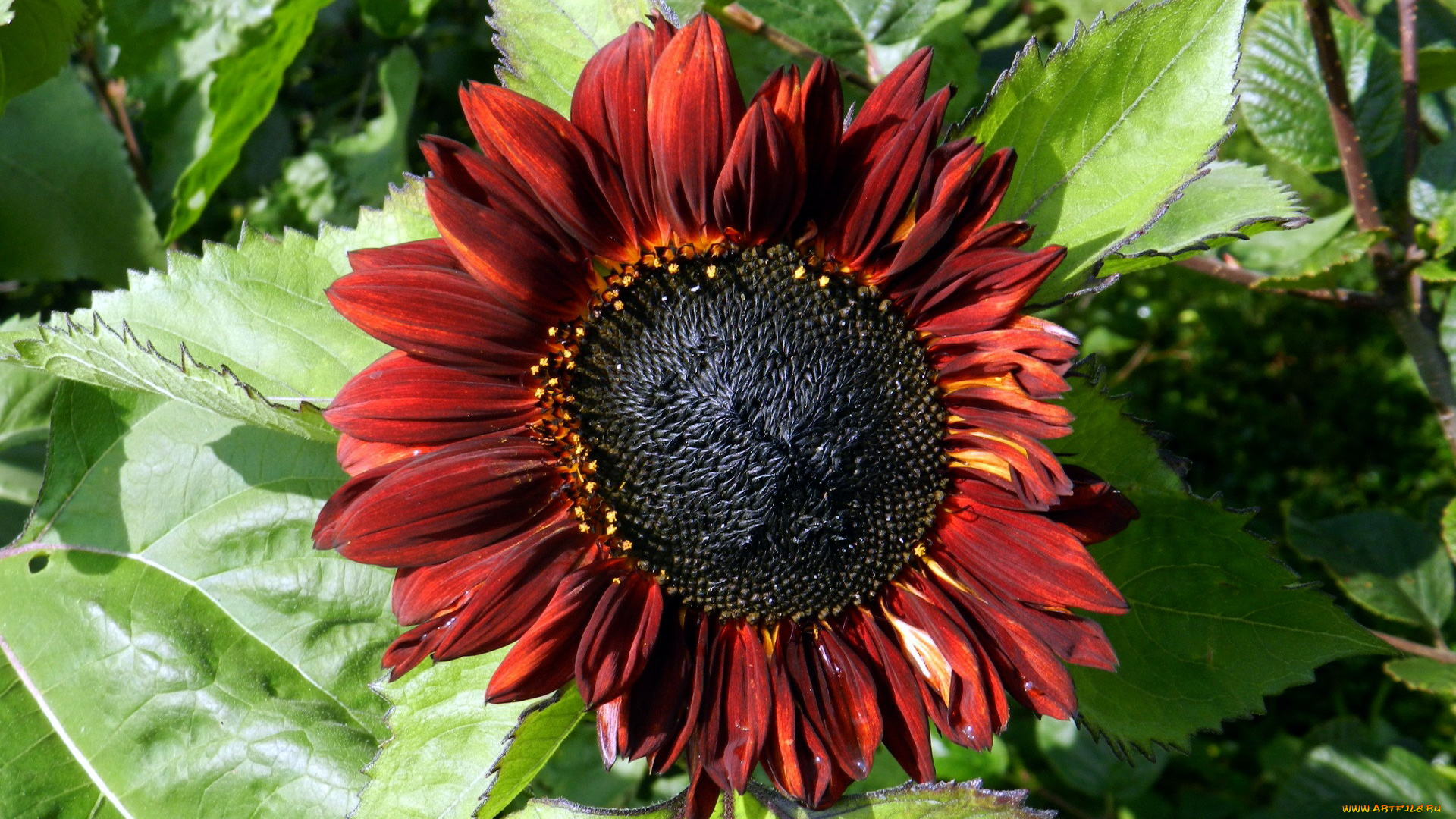 цветы, подсолнухи, макро