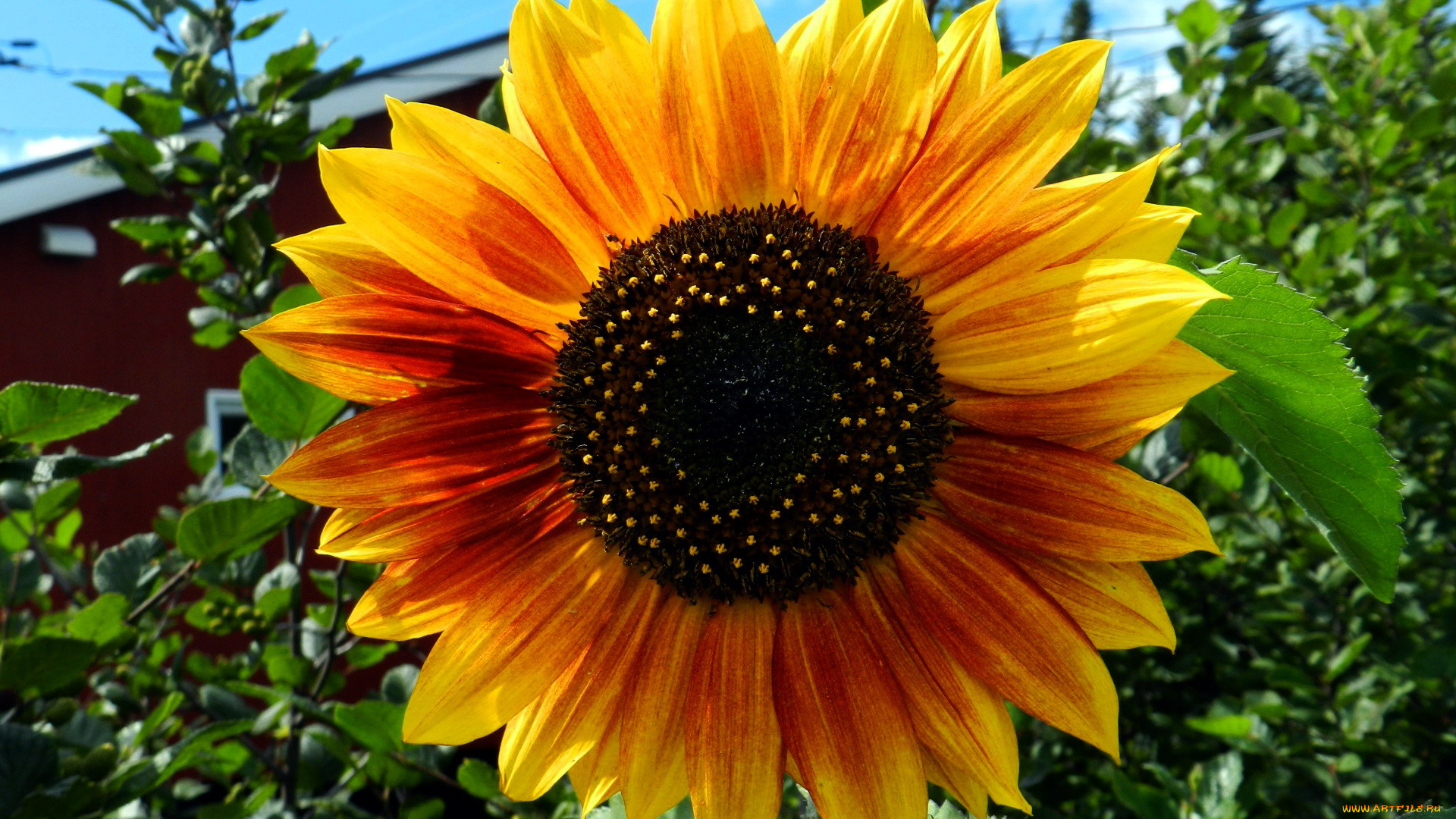 цветы, подсолнухи, макро